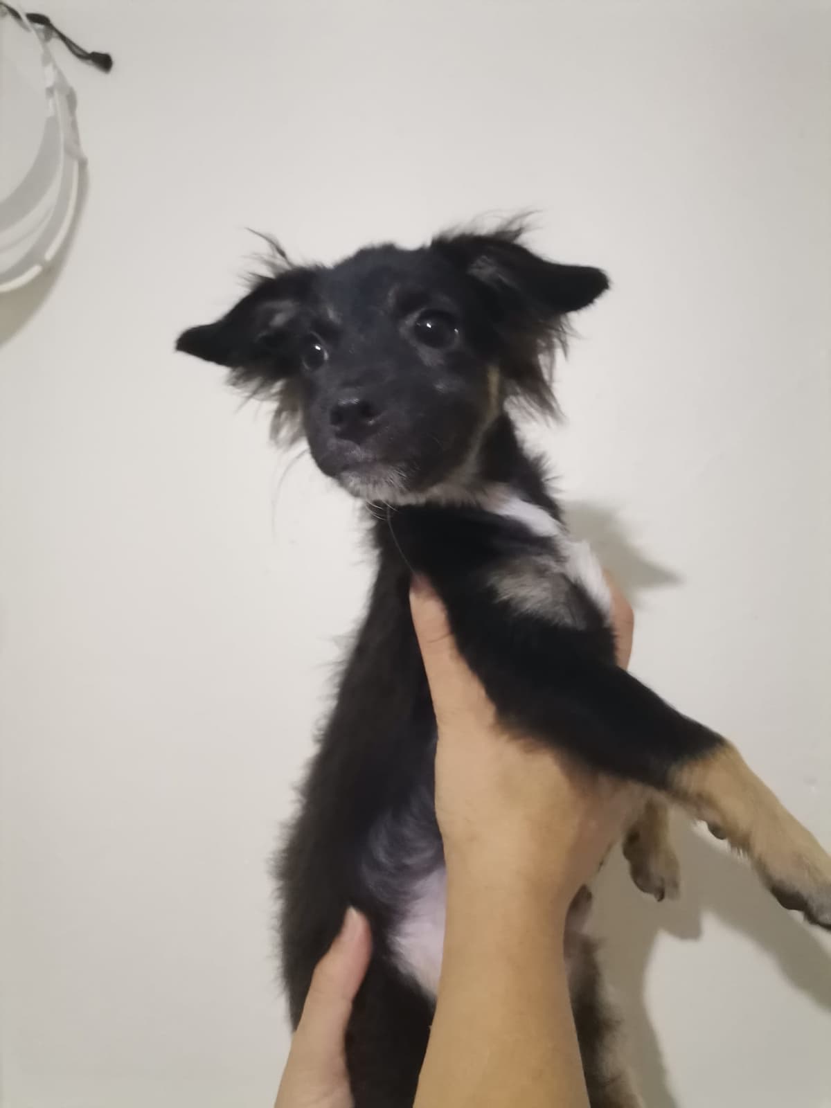 Seyhan Terrier Köpek Terrier Köpek, Adana