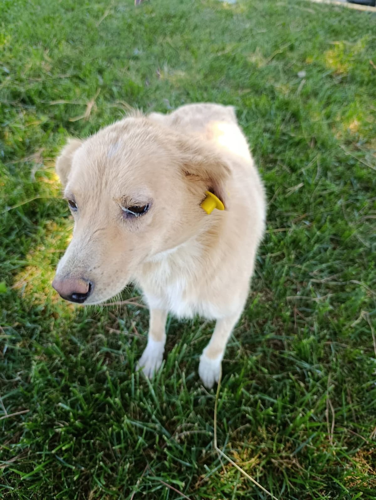 Silivri Melez Köpek Melez Köpek, İstanbul