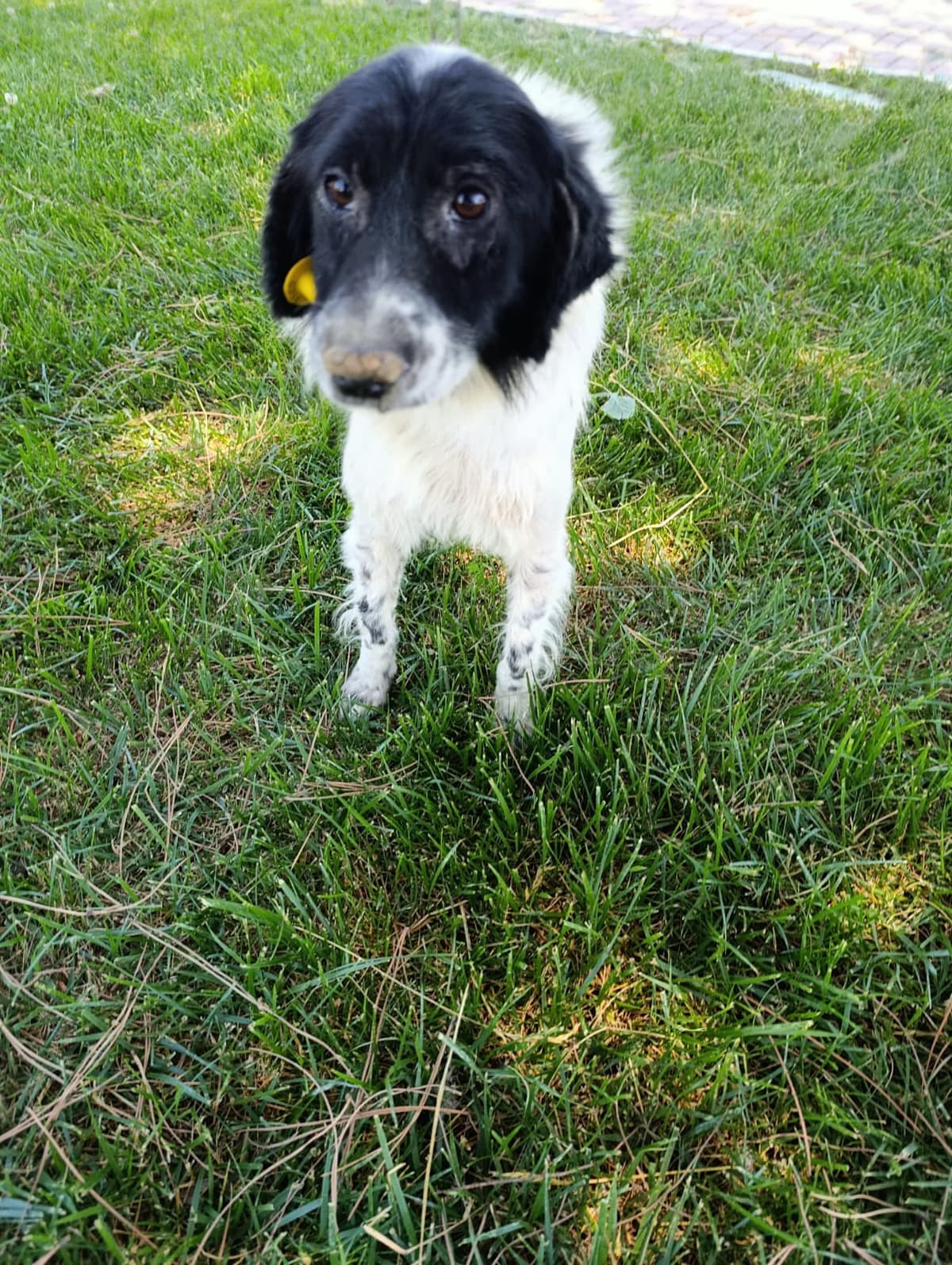 Silivri Melez Köpek Melez Köpek, İstanbul