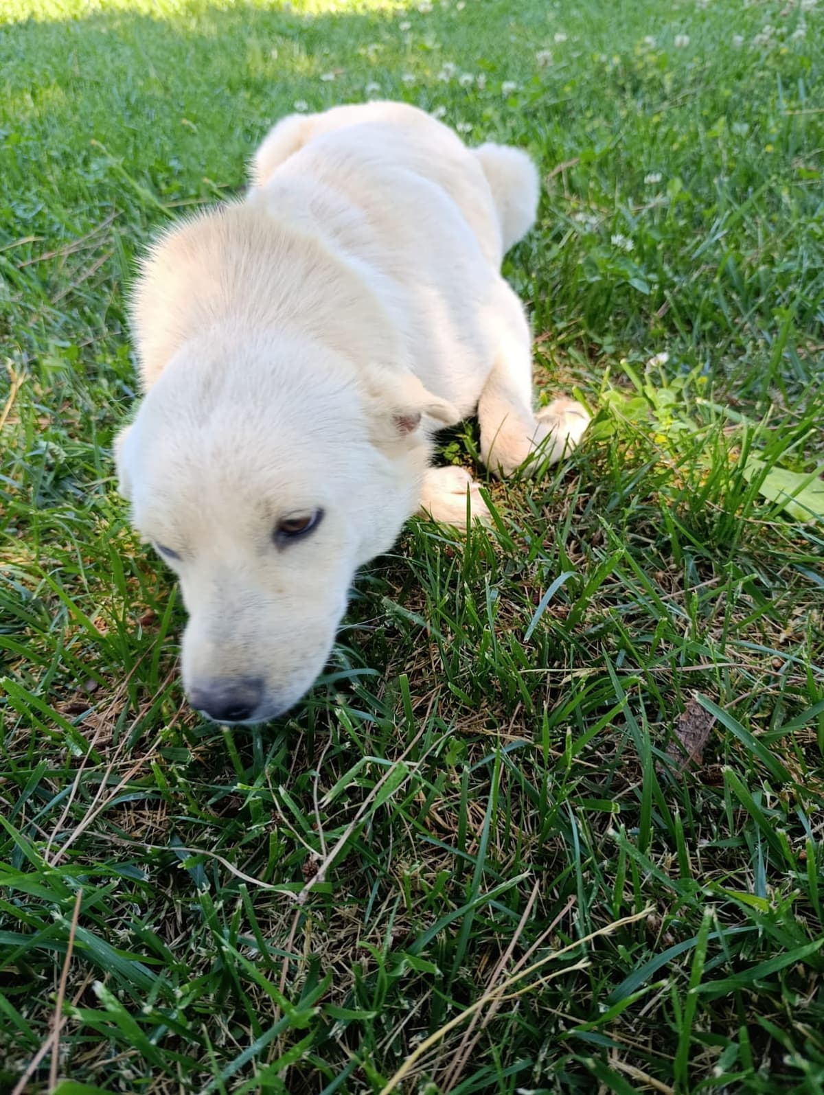 Silivri Melez Köpek Melez Köpek, İstanbul