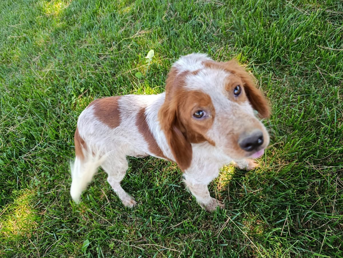 Silivri Melez Köpek Melez Köpek, İstanbul