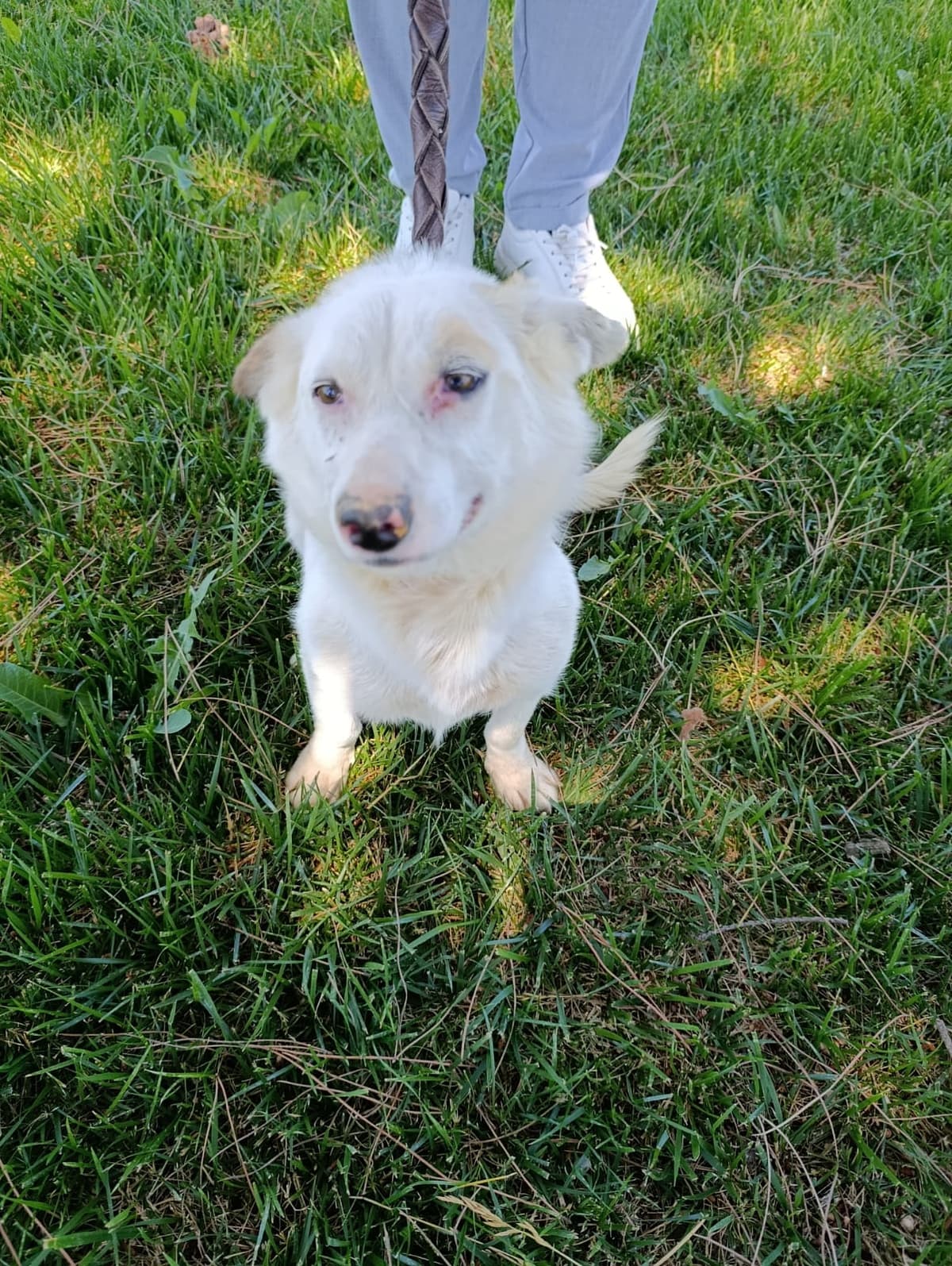 Silivri Melez Köpek Melez Köpek, İstanbul