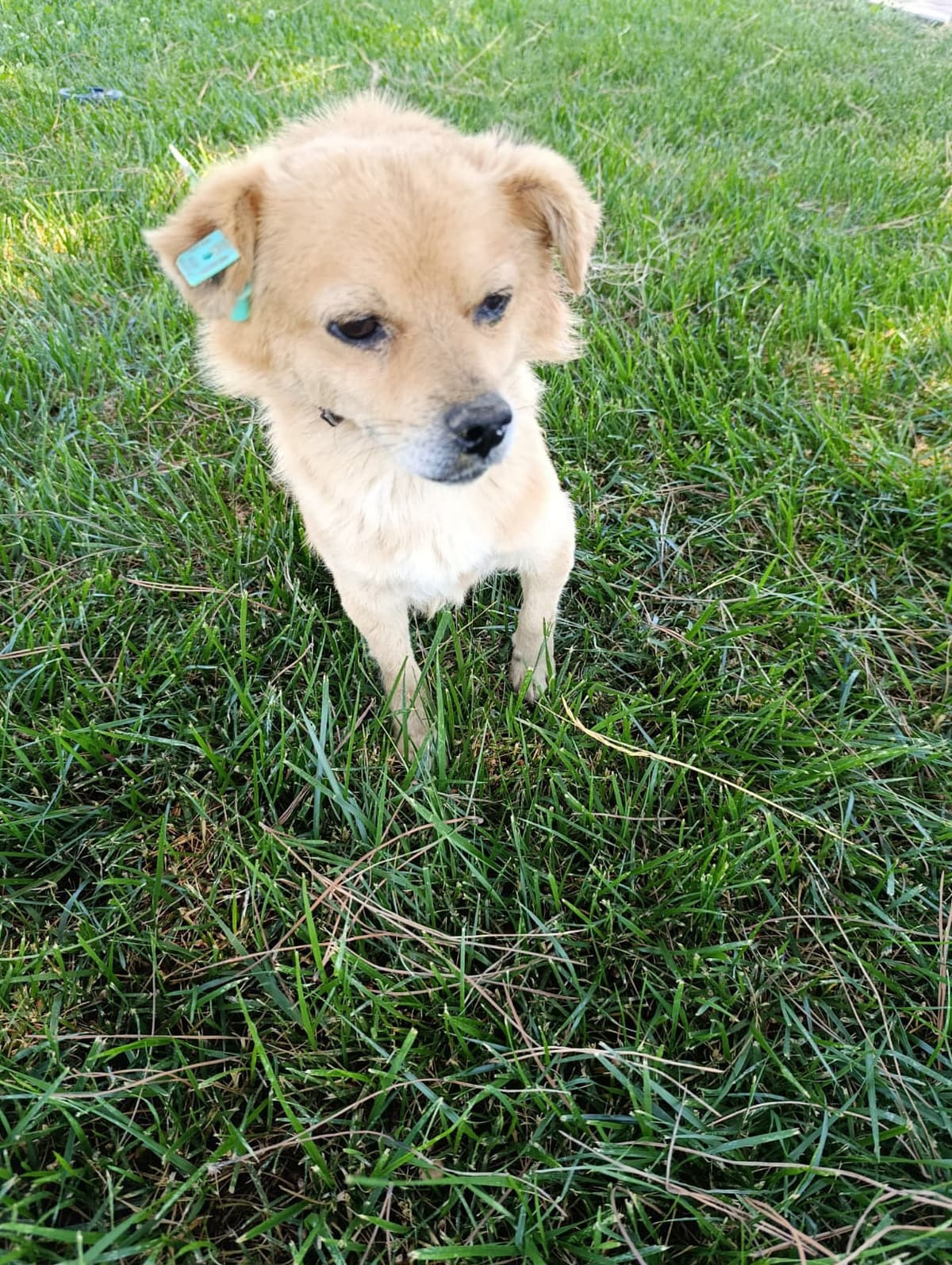 Silivri Melez Köpek Melez Köpek, İstanbul