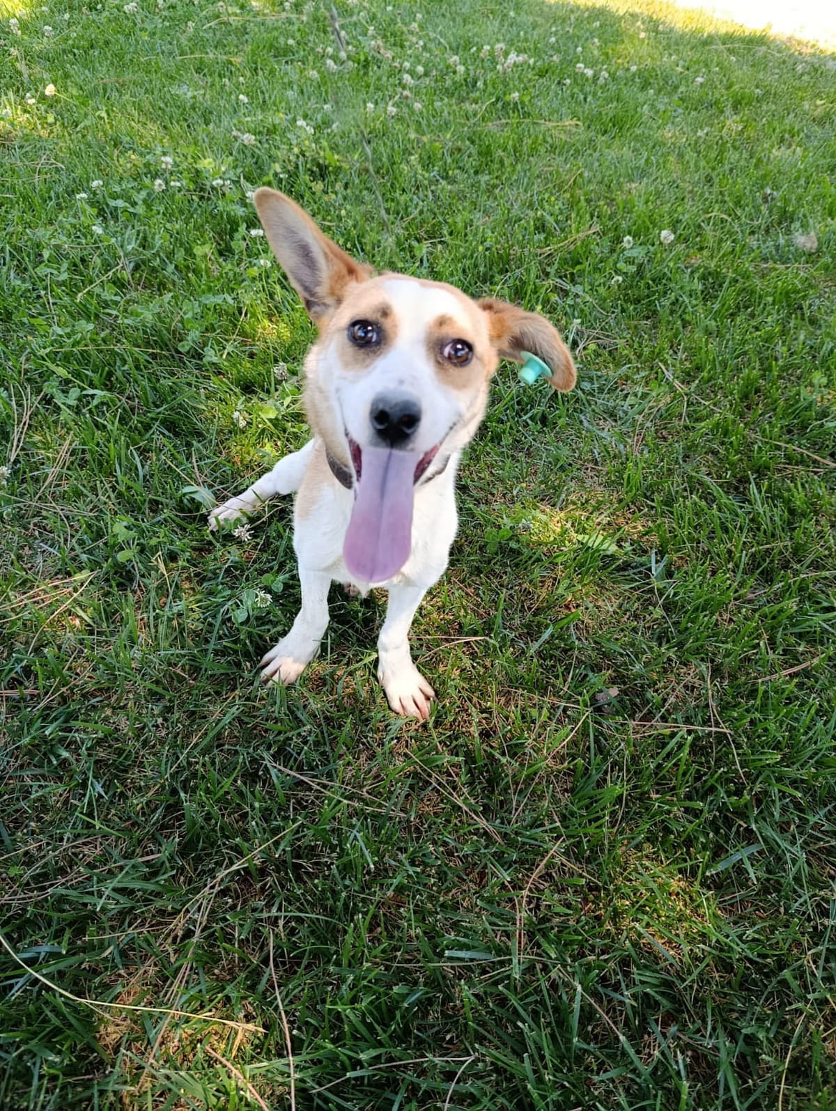 Silivri Melez Köpek Melez Köpek, İstanbul
