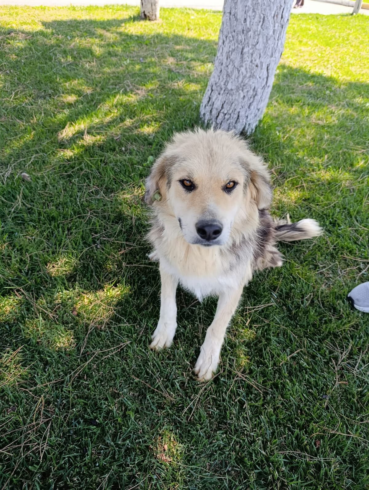Silivri Melez Köpek Melez Köpek, İstanbul