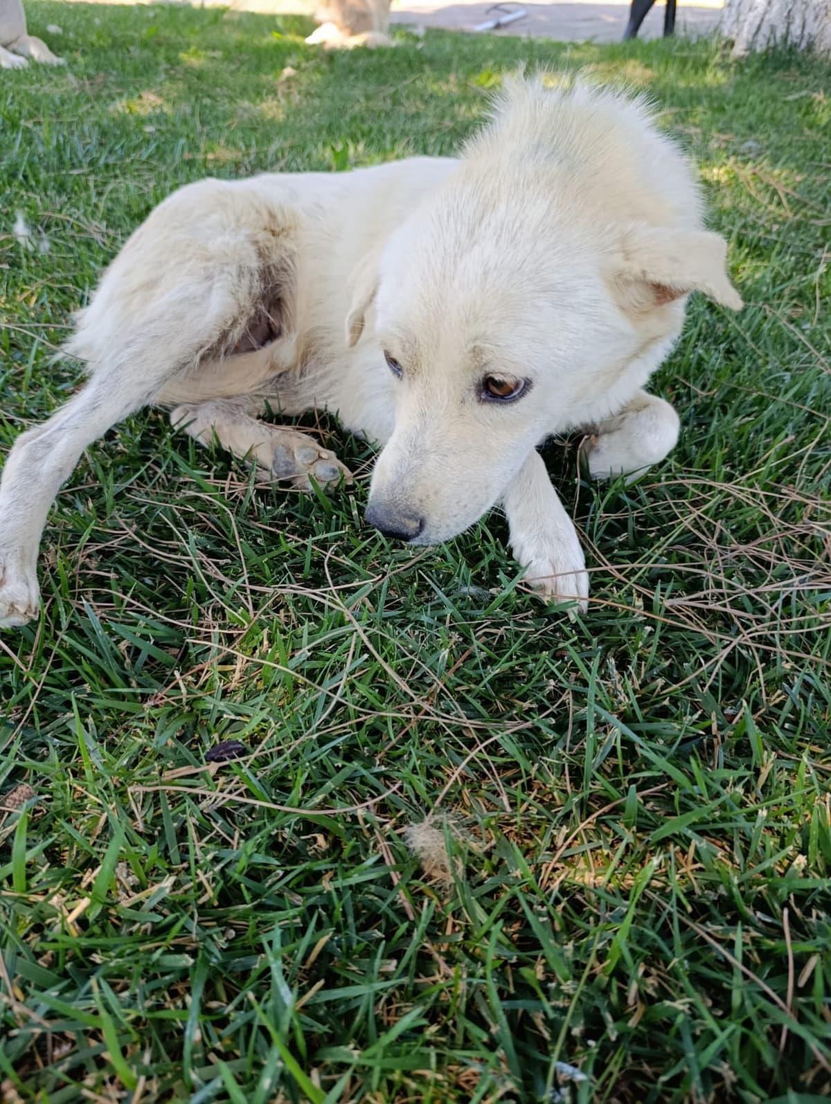 Silivri Melez Köpek Melez Köpek, İstanbul