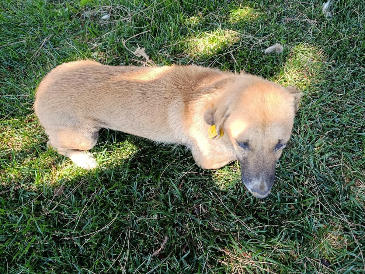 Silivri Melez Köpek Melez Köpek, İstanbul
