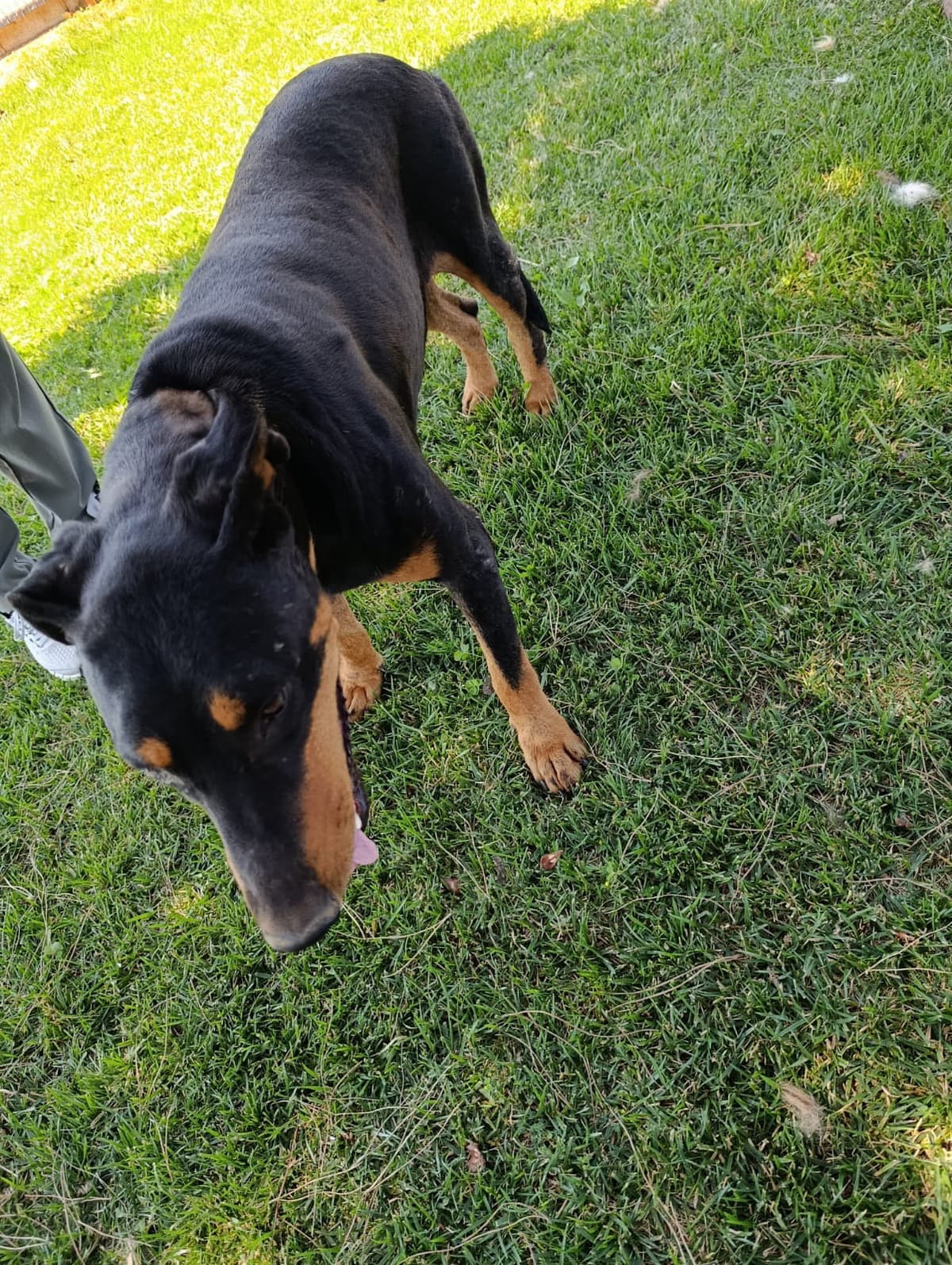 Silivri Melez Köpek Melez Köpek, İstanbul