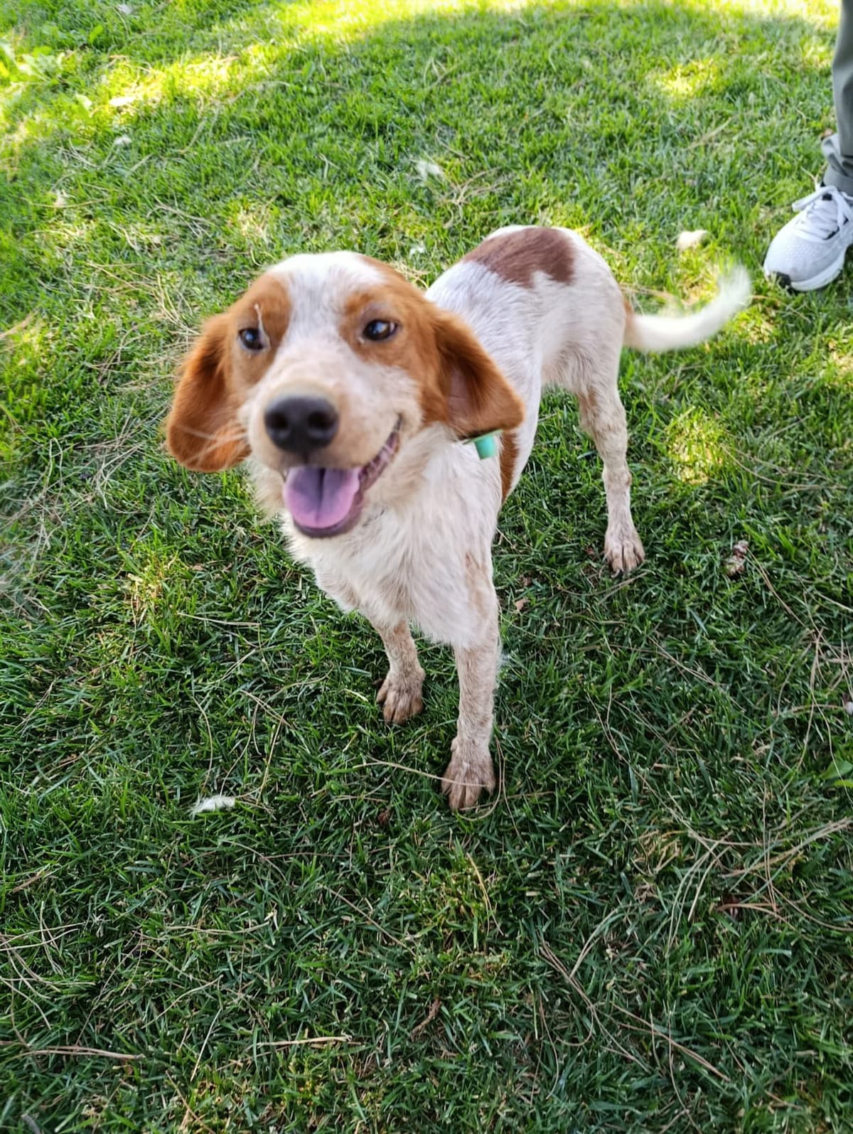 Silivri Melez Köpek Melez Köpek, İstanbul