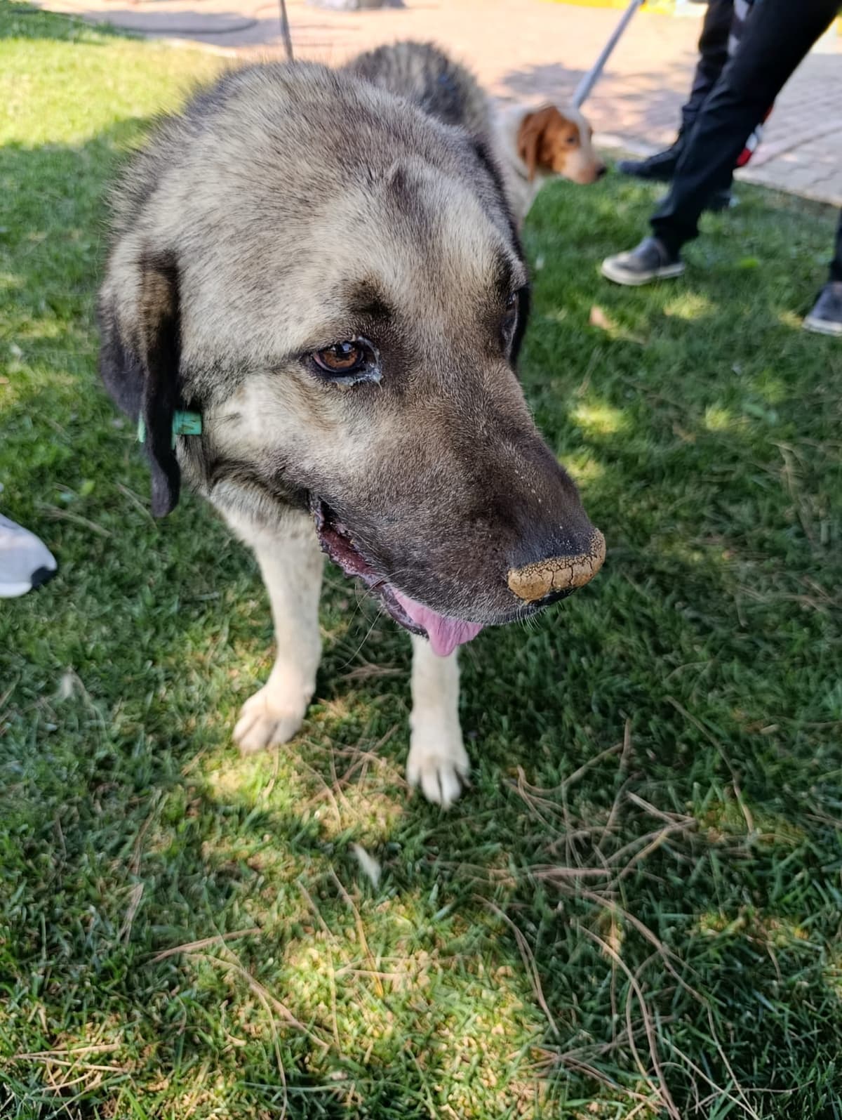 Silivri Melez Köpek Melez Köpek, İstanbul