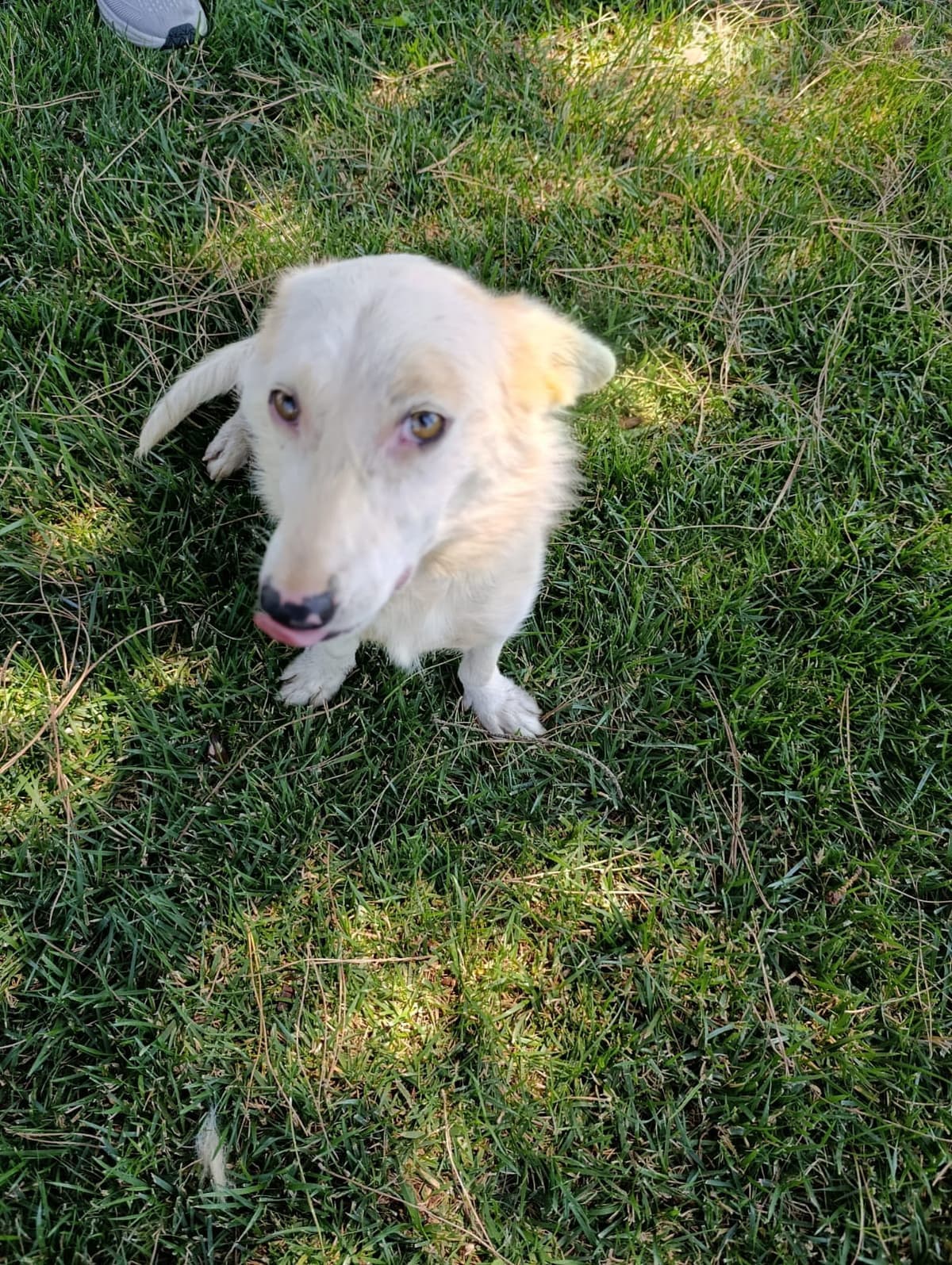 Silivri Melez Köpek Melez Köpek, İstanbul
