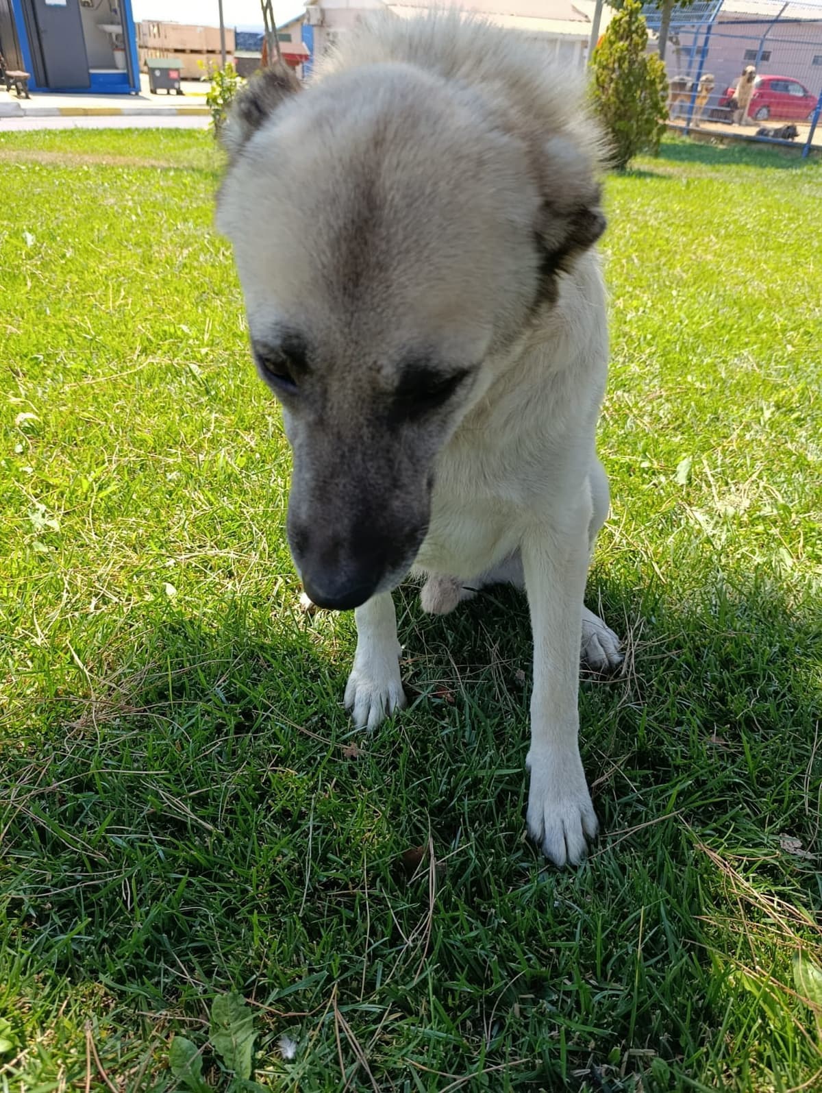 Silivri Melez Köpek Melez Köpek, İstanbul
