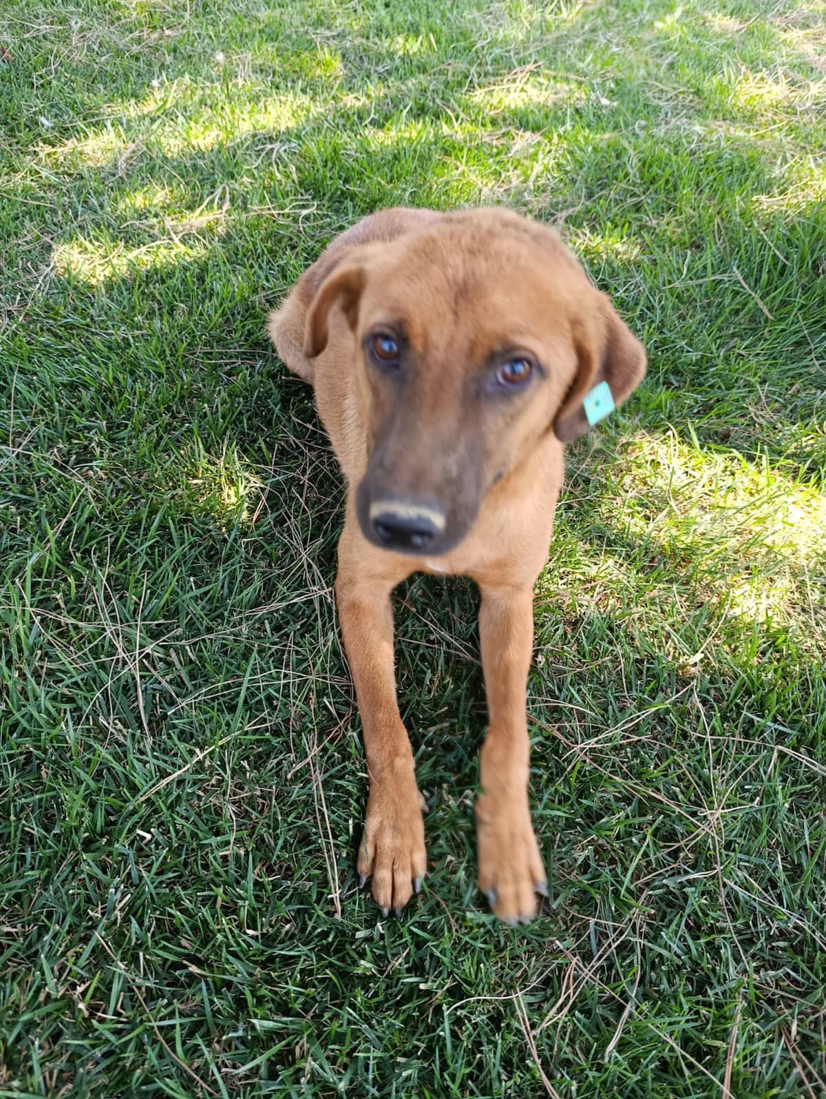 Silivri Melez Köpek Melez Köpek, İstanbul