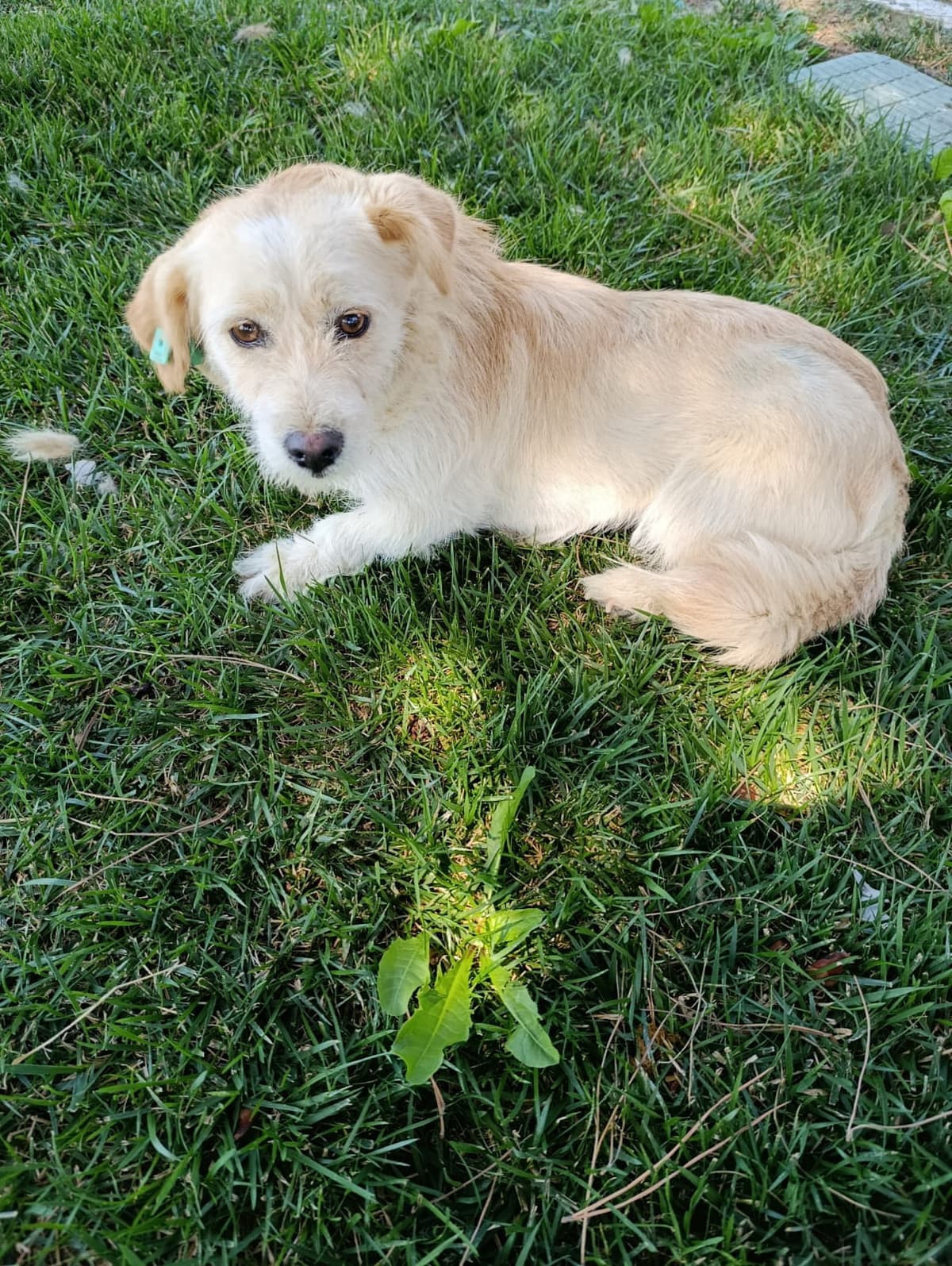 Silivri Melez Köpek Melez Köpek, İstanbul
