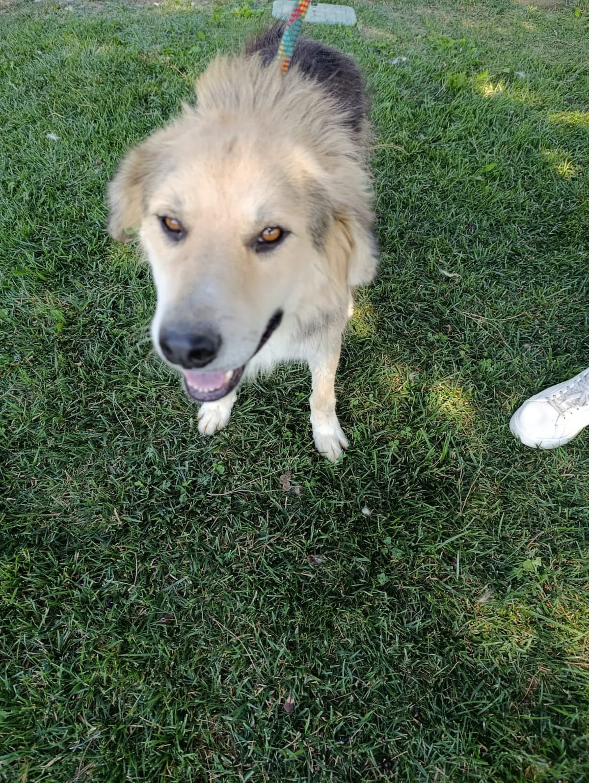 Silivri Melez Köpek Melez Köpek, İstanbul