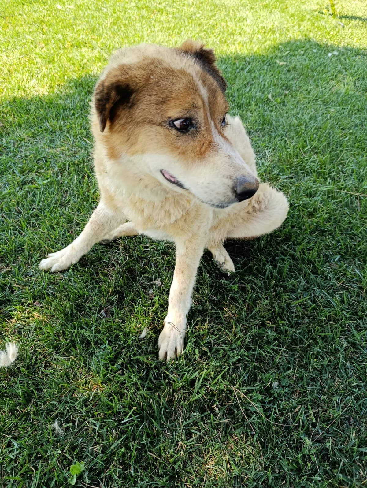 Silivri Melez Köpek Melez Köpek, İstanbul