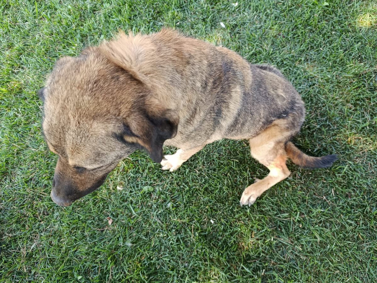 Silivri Melez Köpek Melez Köpek, İstanbul