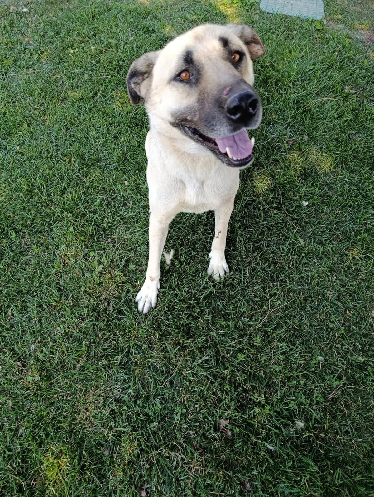 Silivri Melez Köpek Melez Köpek, İstanbul