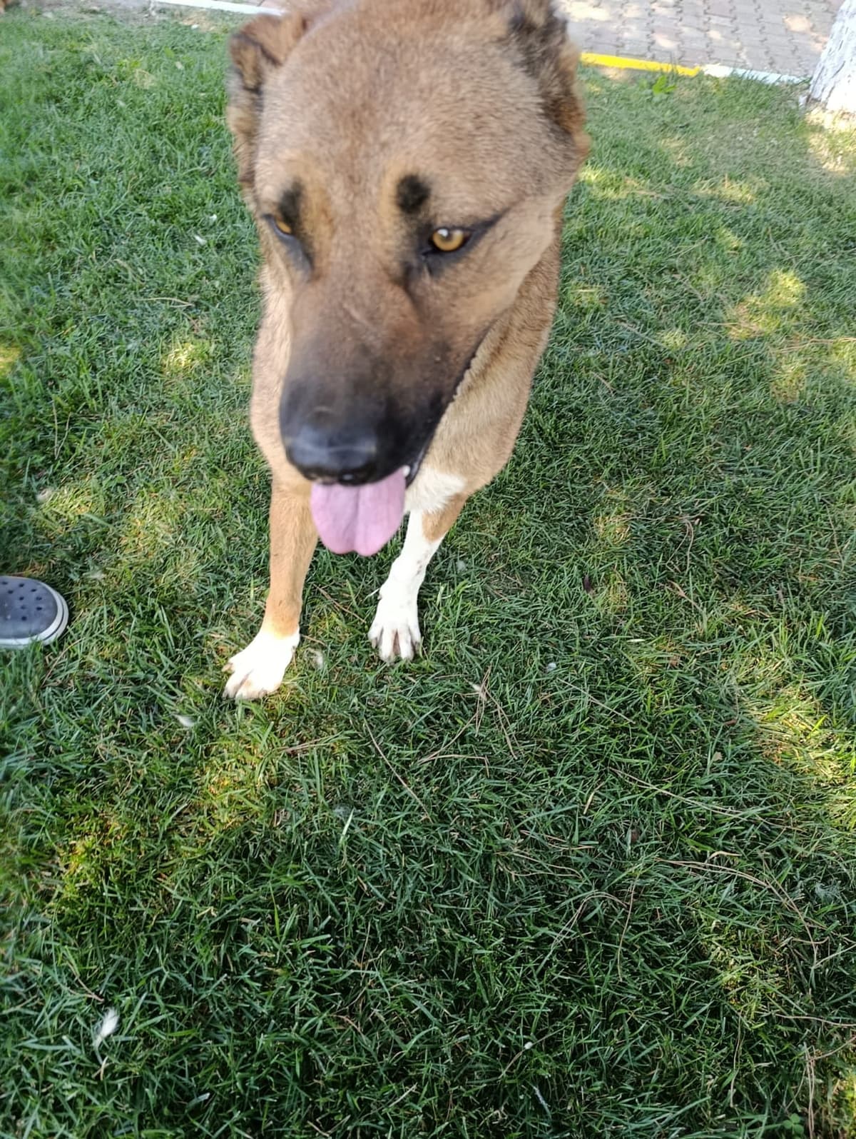 Silivri Melez Köpek Melez Köpek, İstanbul