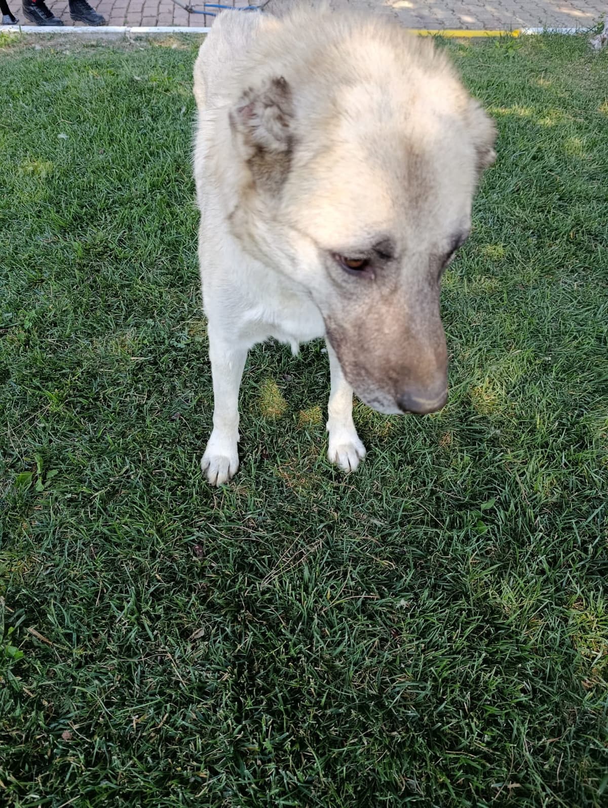 Silivri Melez Köpek Melez Köpek, İstanbul