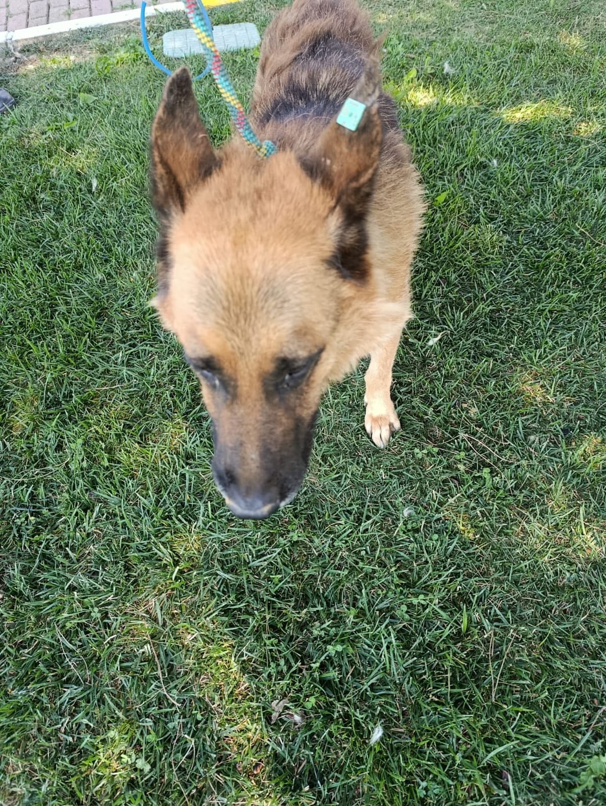 Silivri Melez Köpek Melez Köpek, İstanbul