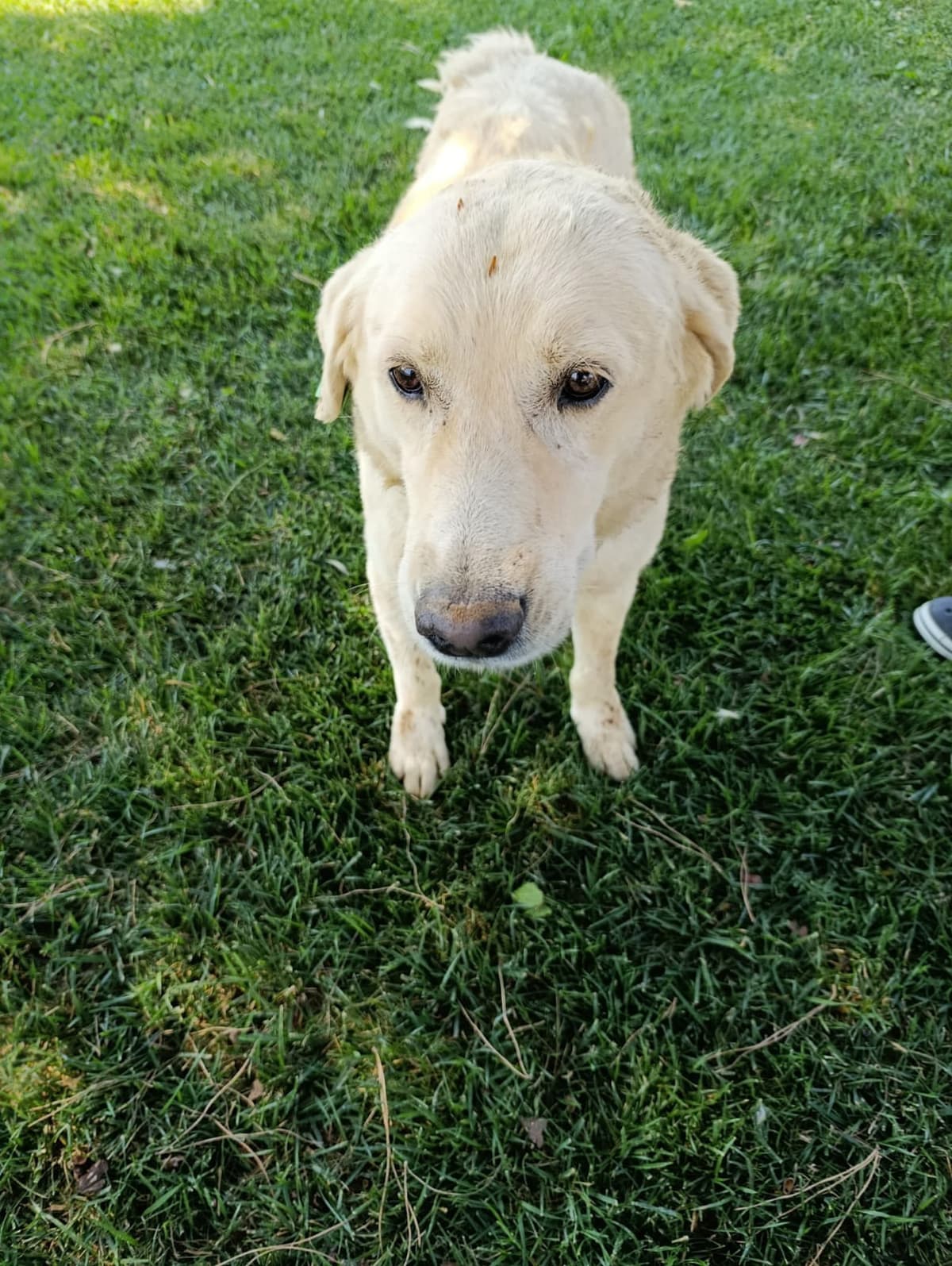 Silivri Melez Köpek Melez Köpek, İstanbul