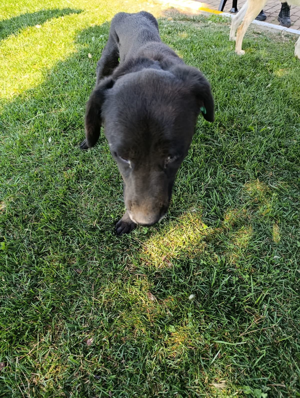Silivri Melez Köpek Melez Köpek, İstanbul