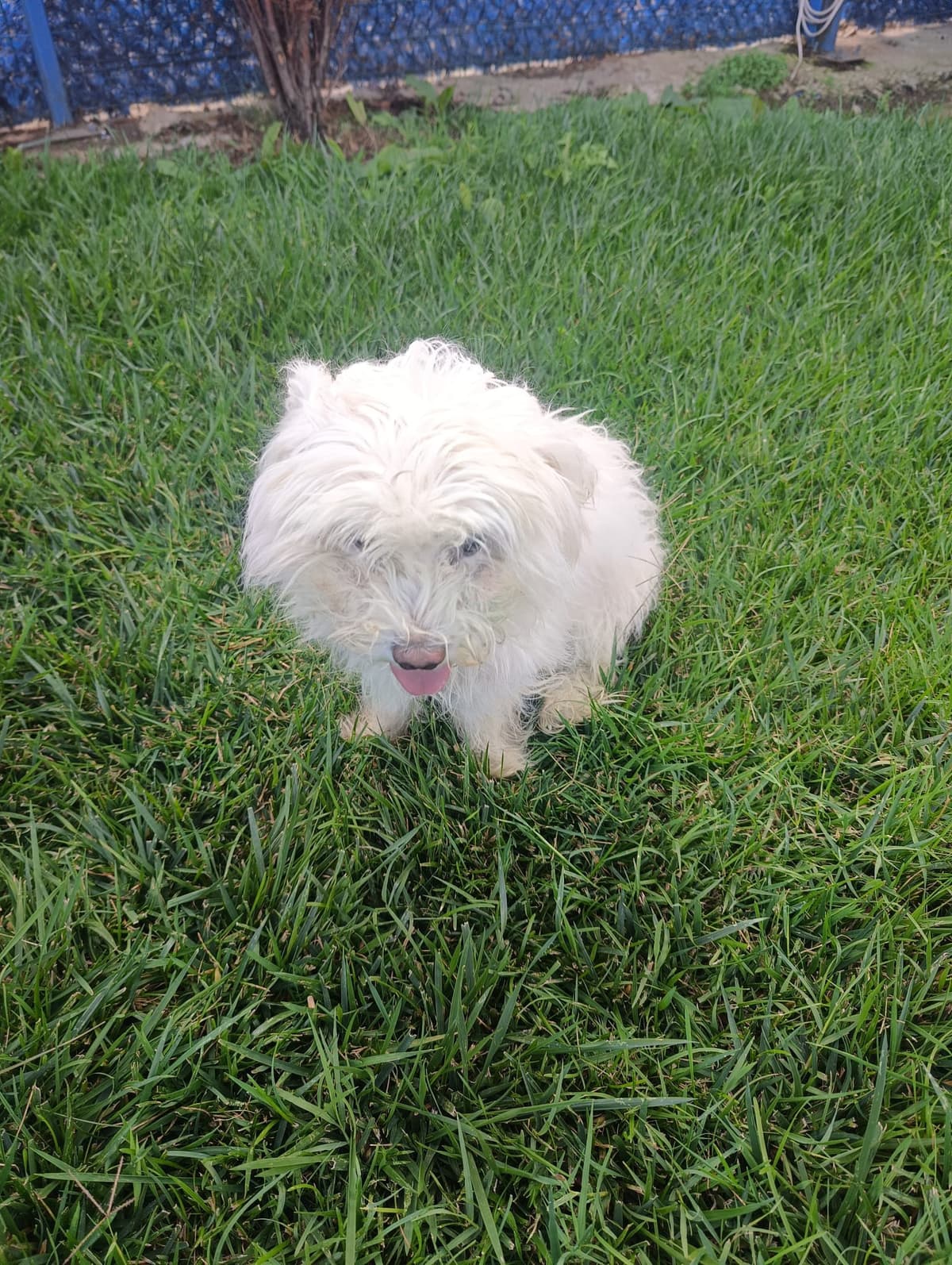 Silivri Melez Köpek Melez Köpek, İstanbul