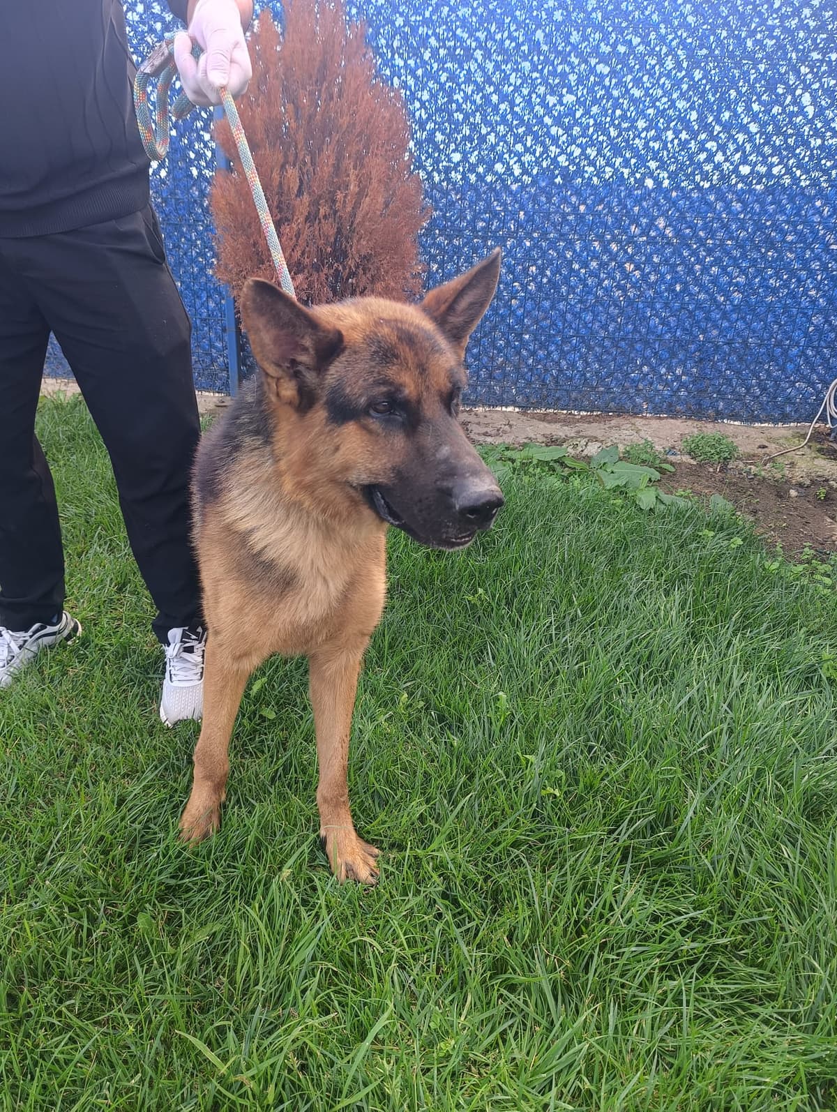 Silivri Melez Köpek Melez Köpek, İstanbul