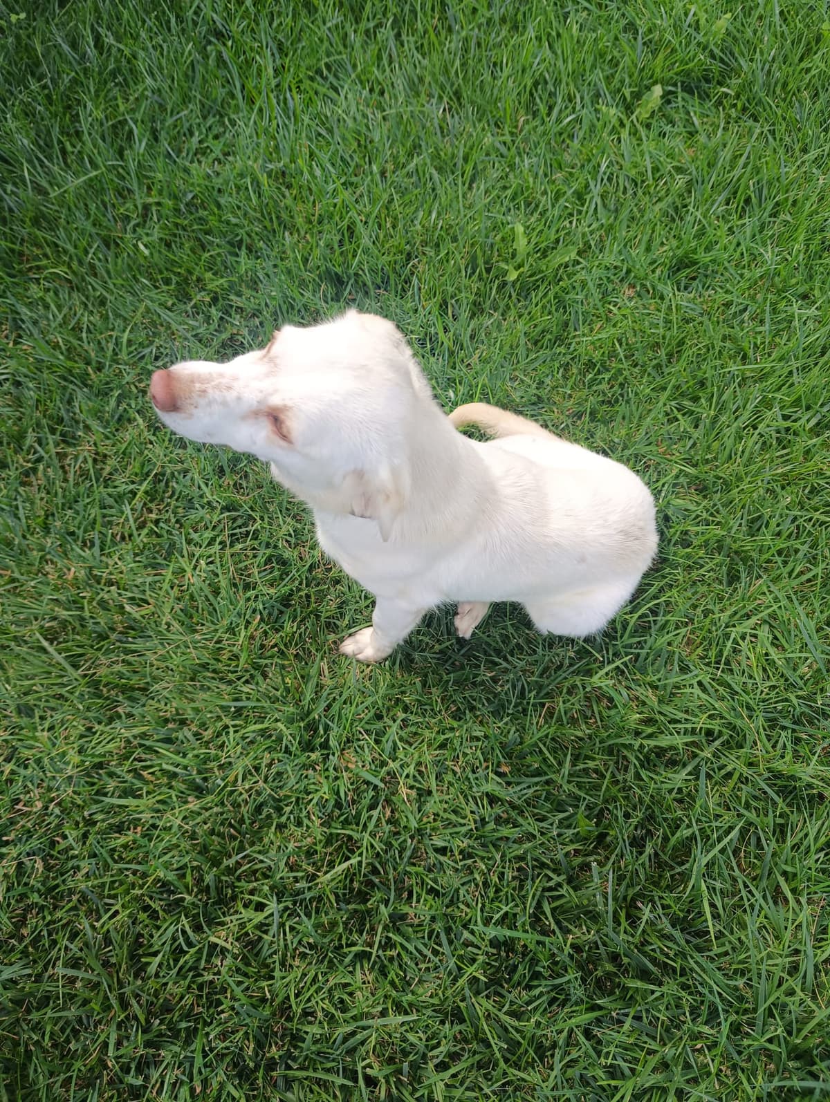 Silivri Melez Köpek Melez Köpek, İstanbul