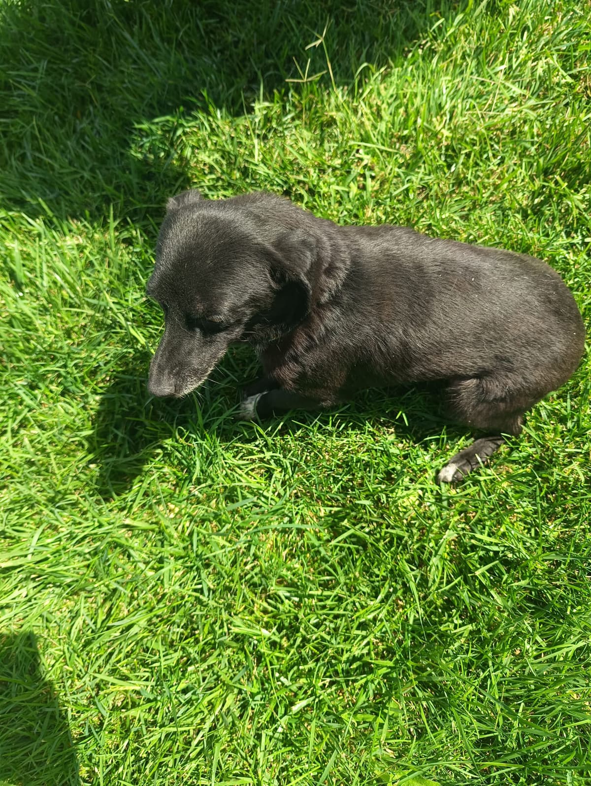 Silivri Melez Köpek Melez Köpek, İstanbul