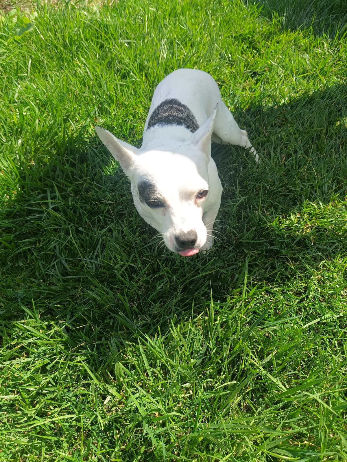 Silivri Melez Köpek Melez Köpek, İstanbul