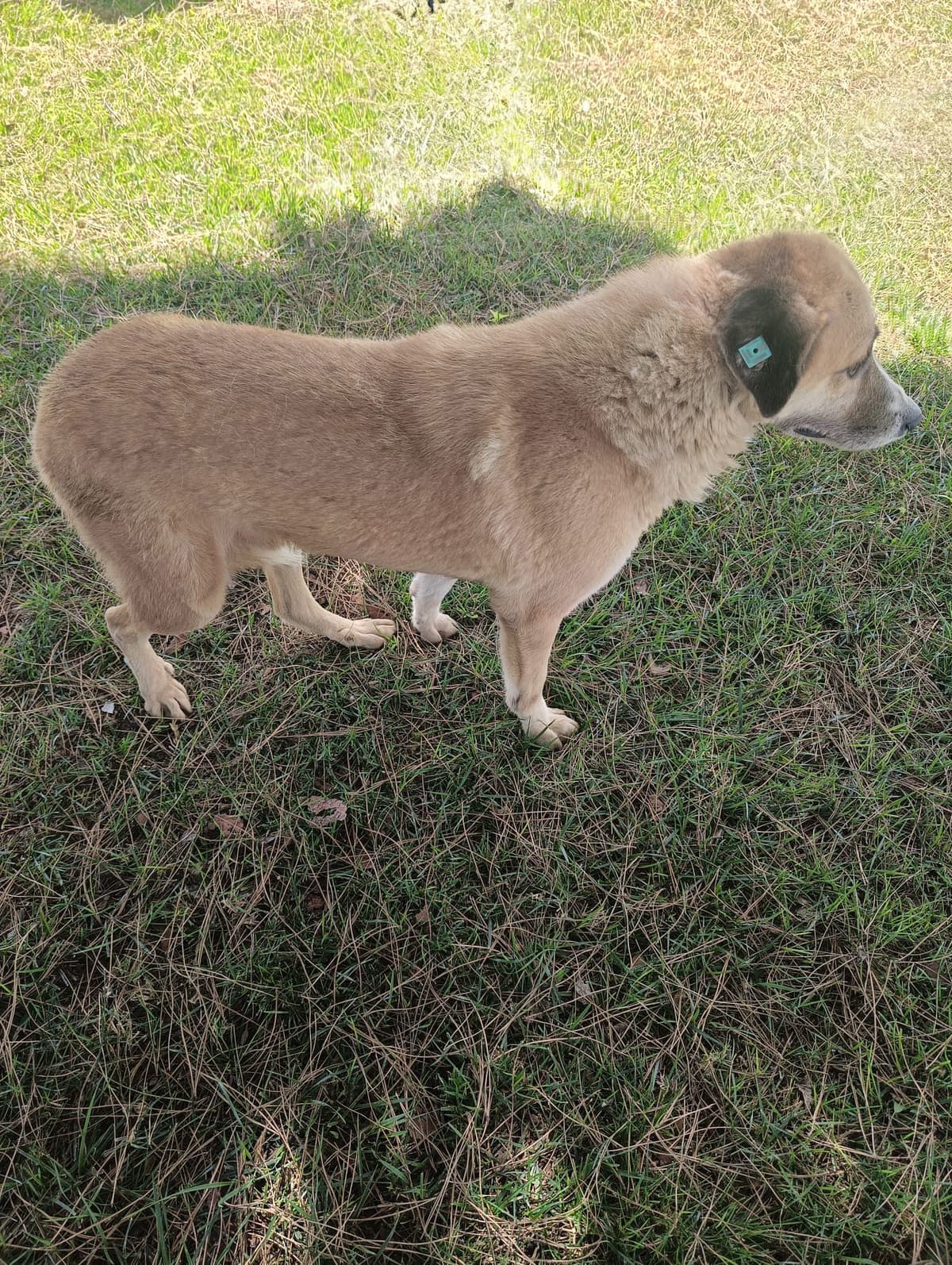 Silivri Melez Köpek Melez Köpek, İstanbul