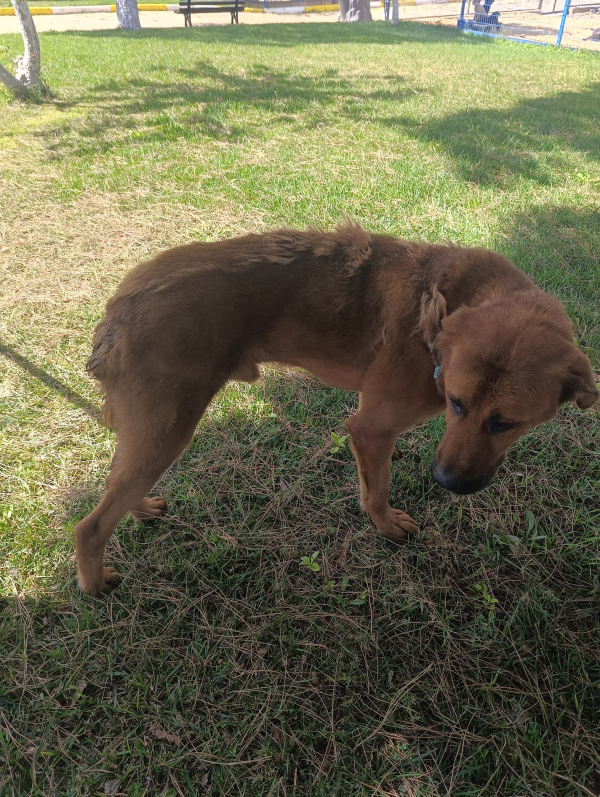 Silivri Melez Köpek Melez Köpek, İstanbul