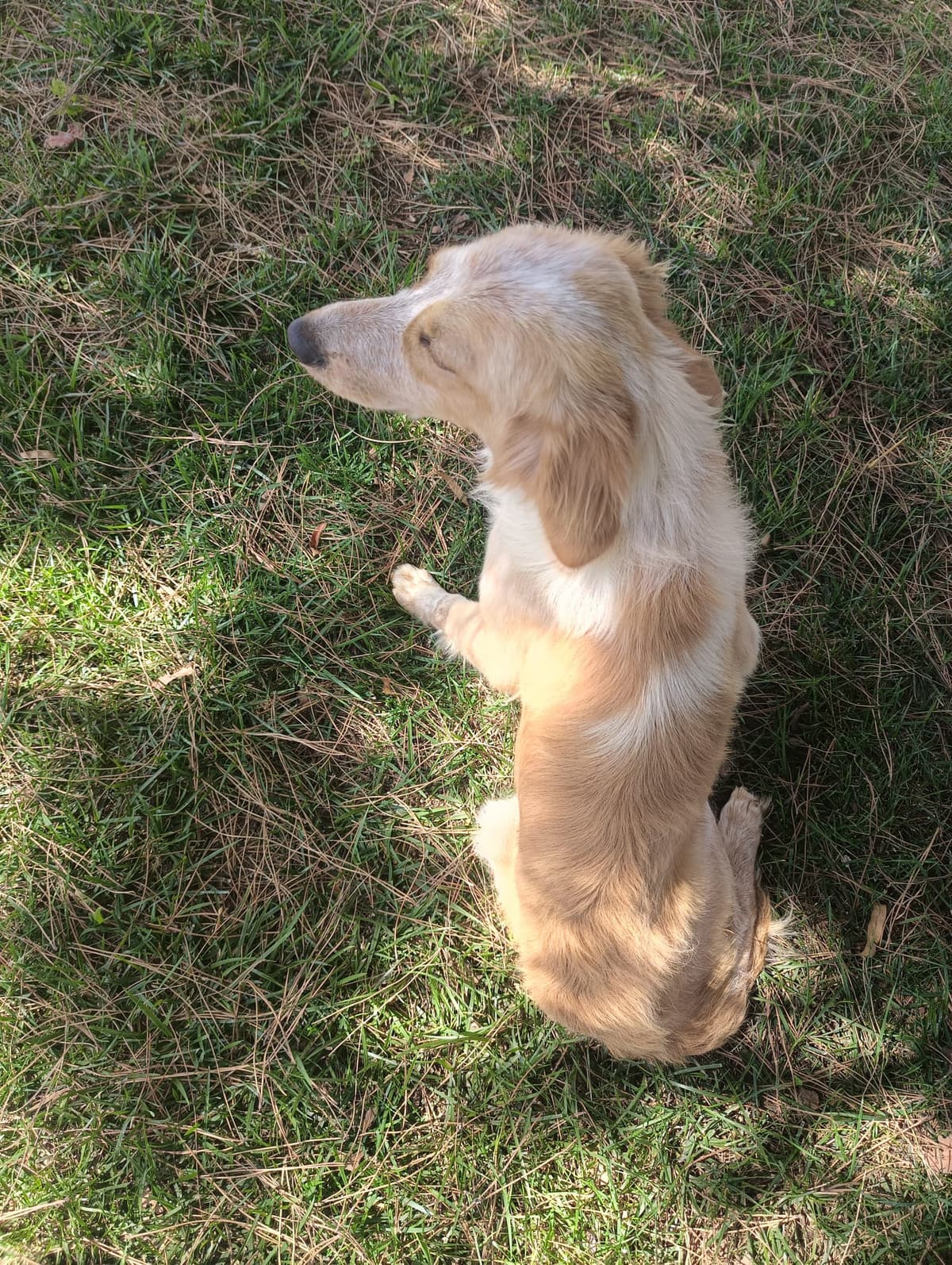 Silivri Melez Köpek Melez Köpek, İstanbul