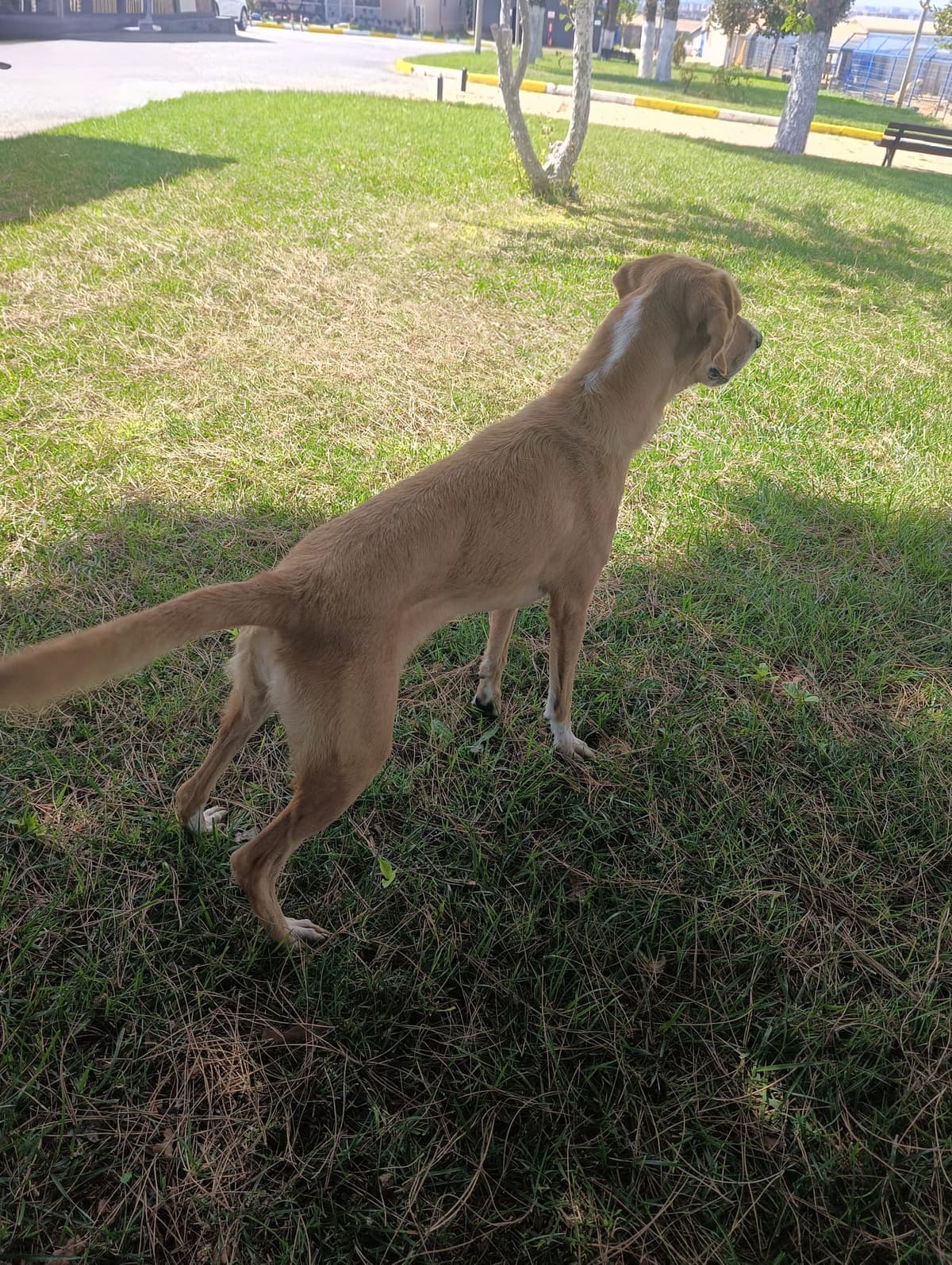 Silivri Melez Köpek Melez Köpek, İstanbul