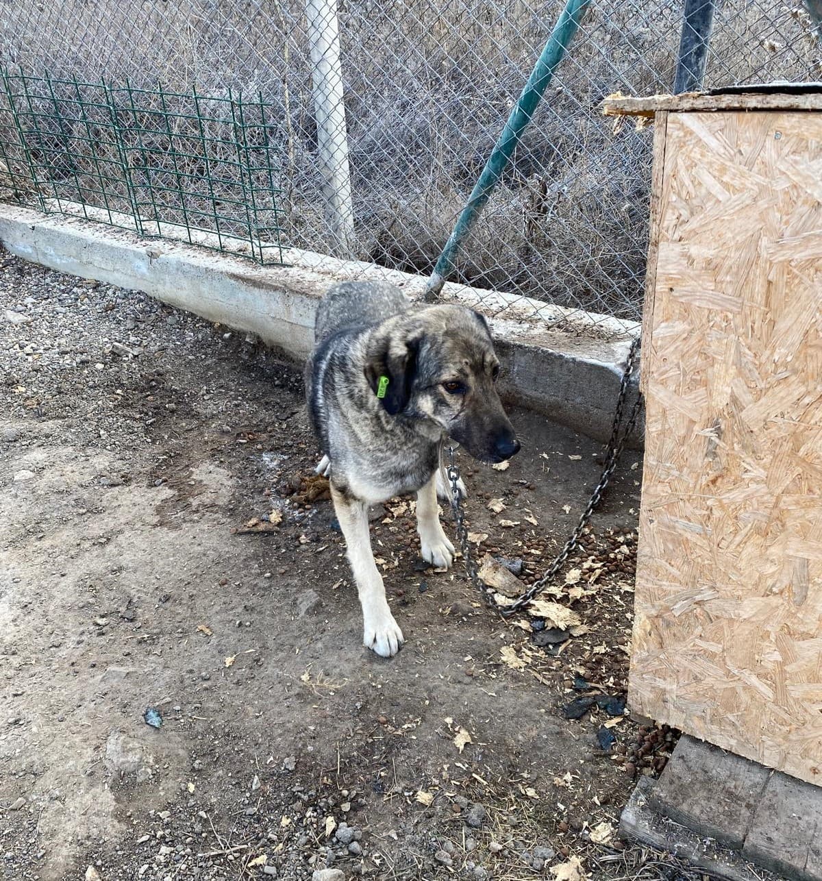 Sincan Dost Melez Köpek, Ankara