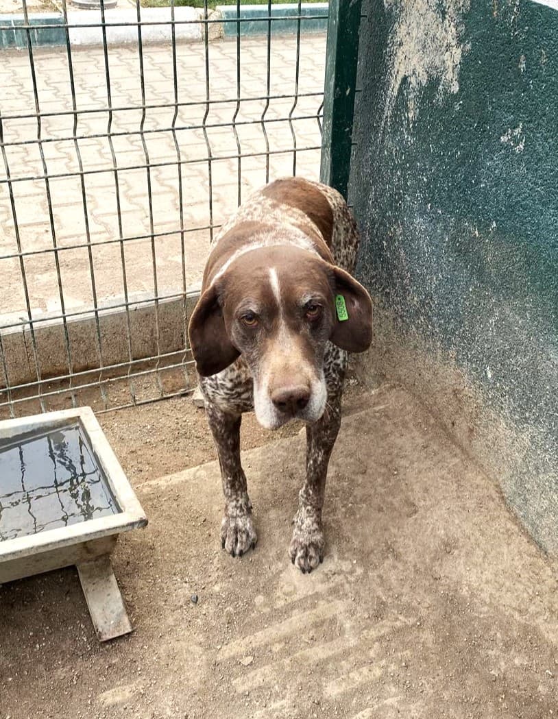 Sincan Dost Pointer Köpek, Ankara