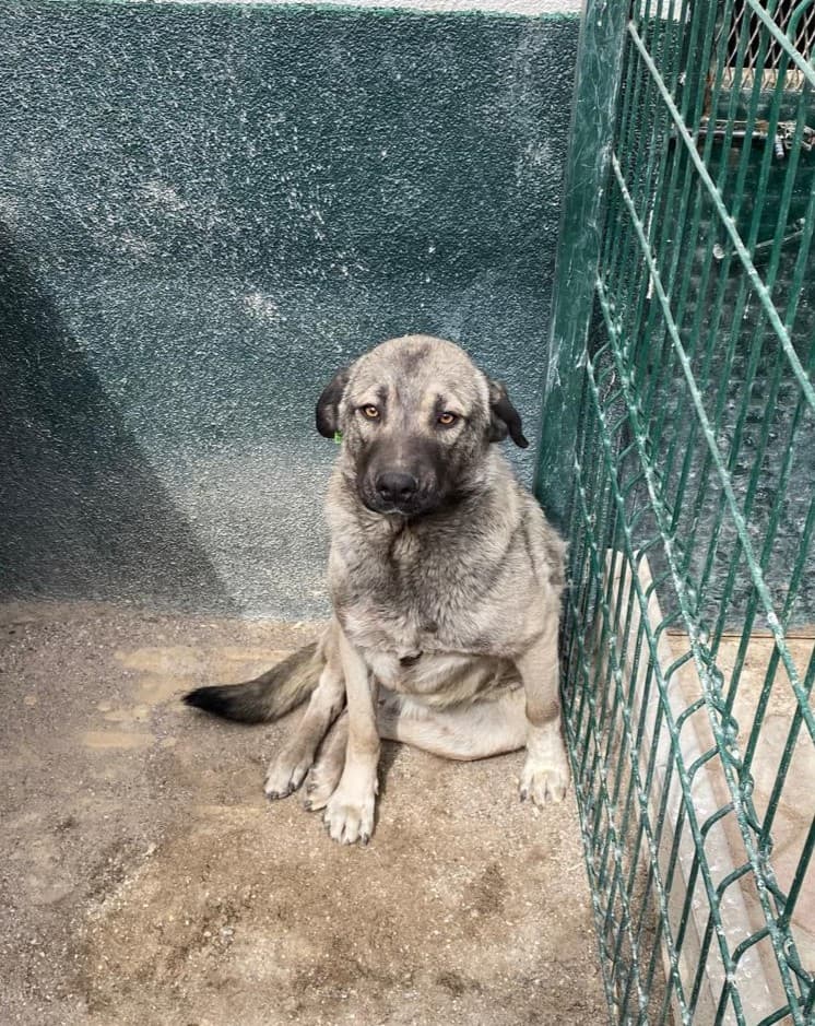 Sincan Dost Melez Köpek, Ankara