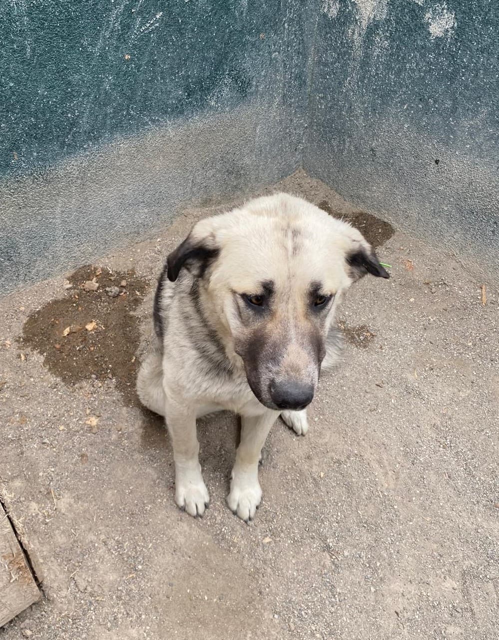Sincan Dost Melez Köpek, Ankara