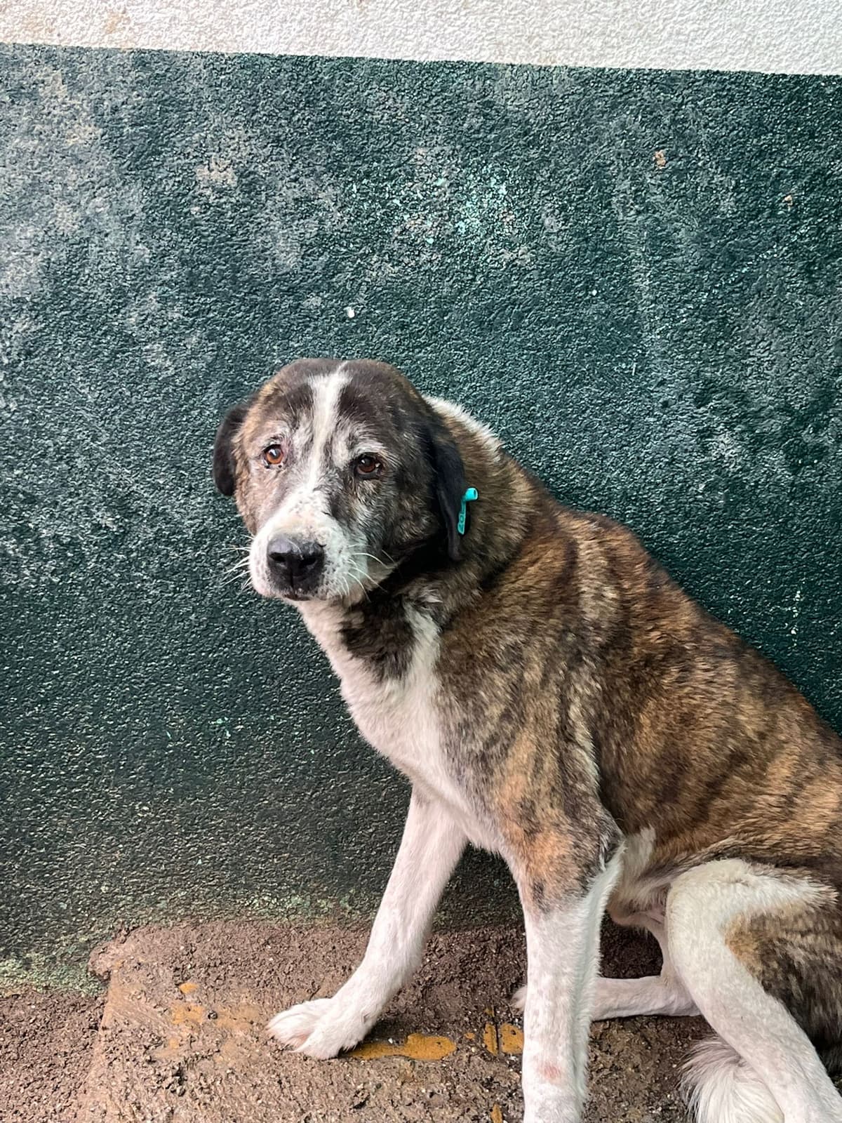 Sincan Dost Melez Köpek, Ankara