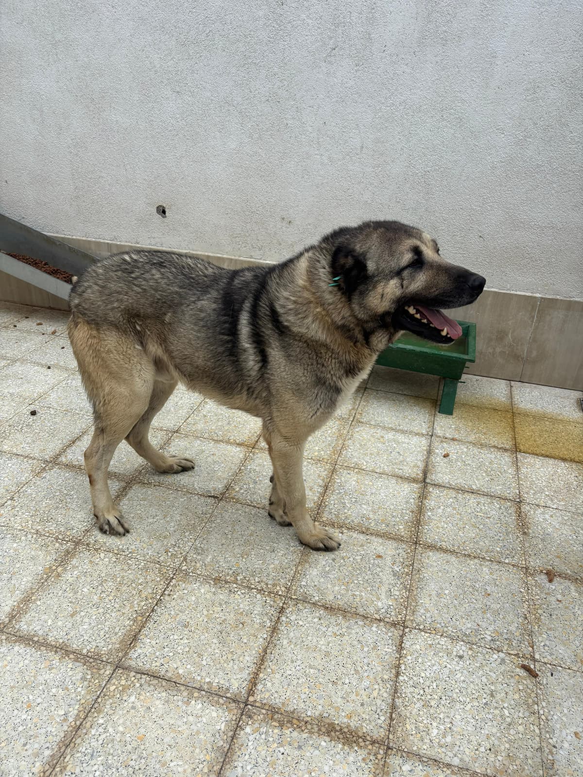 Sincan Dost Melez Köpek, Ankara