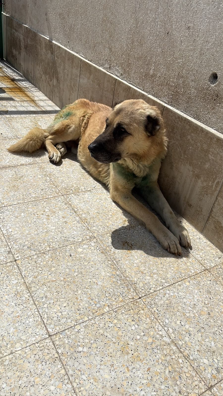 Sincan Dost Melez Köpek, Ankara