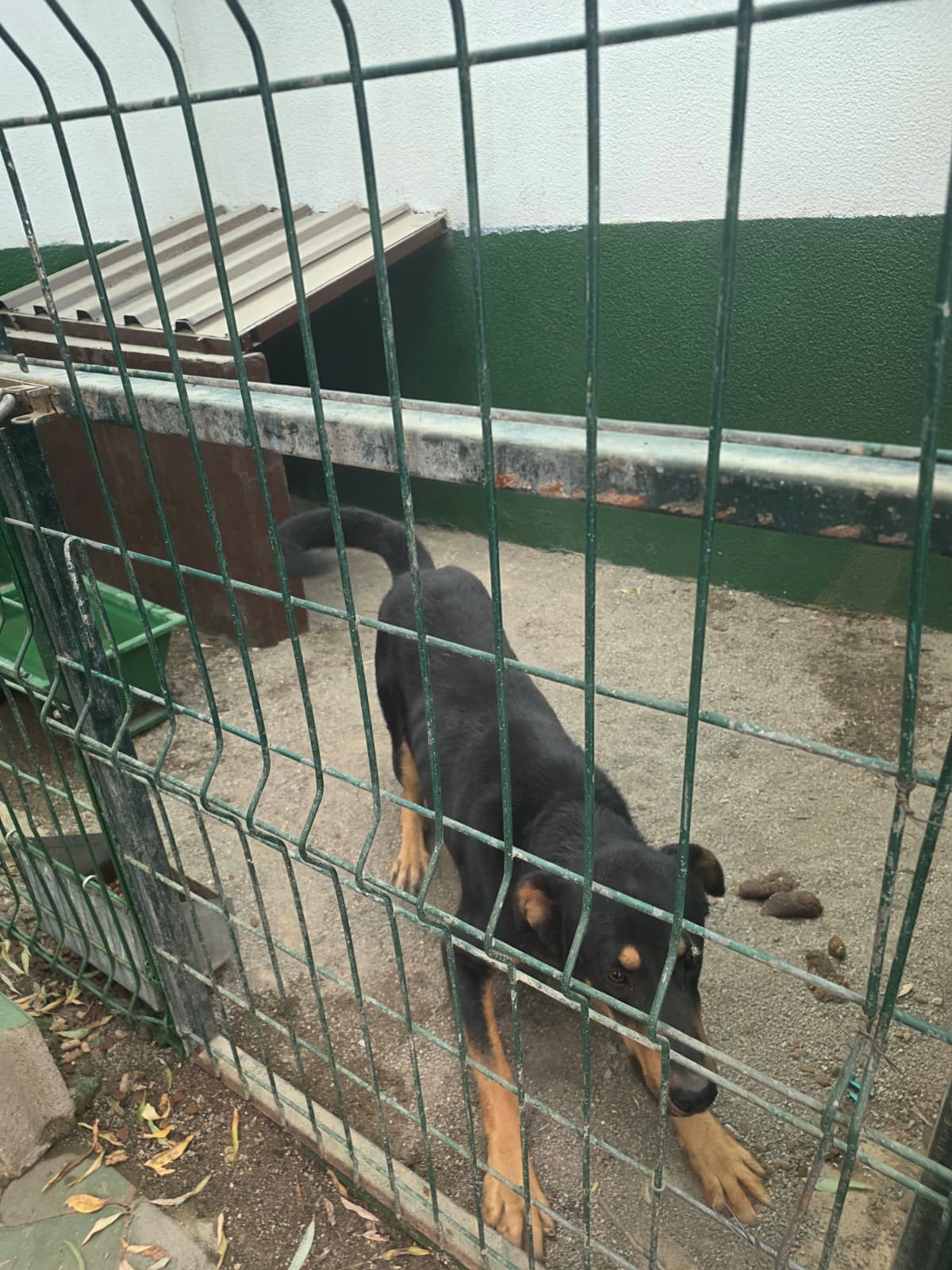 Sincan Dost Melez Köpek, Ankara