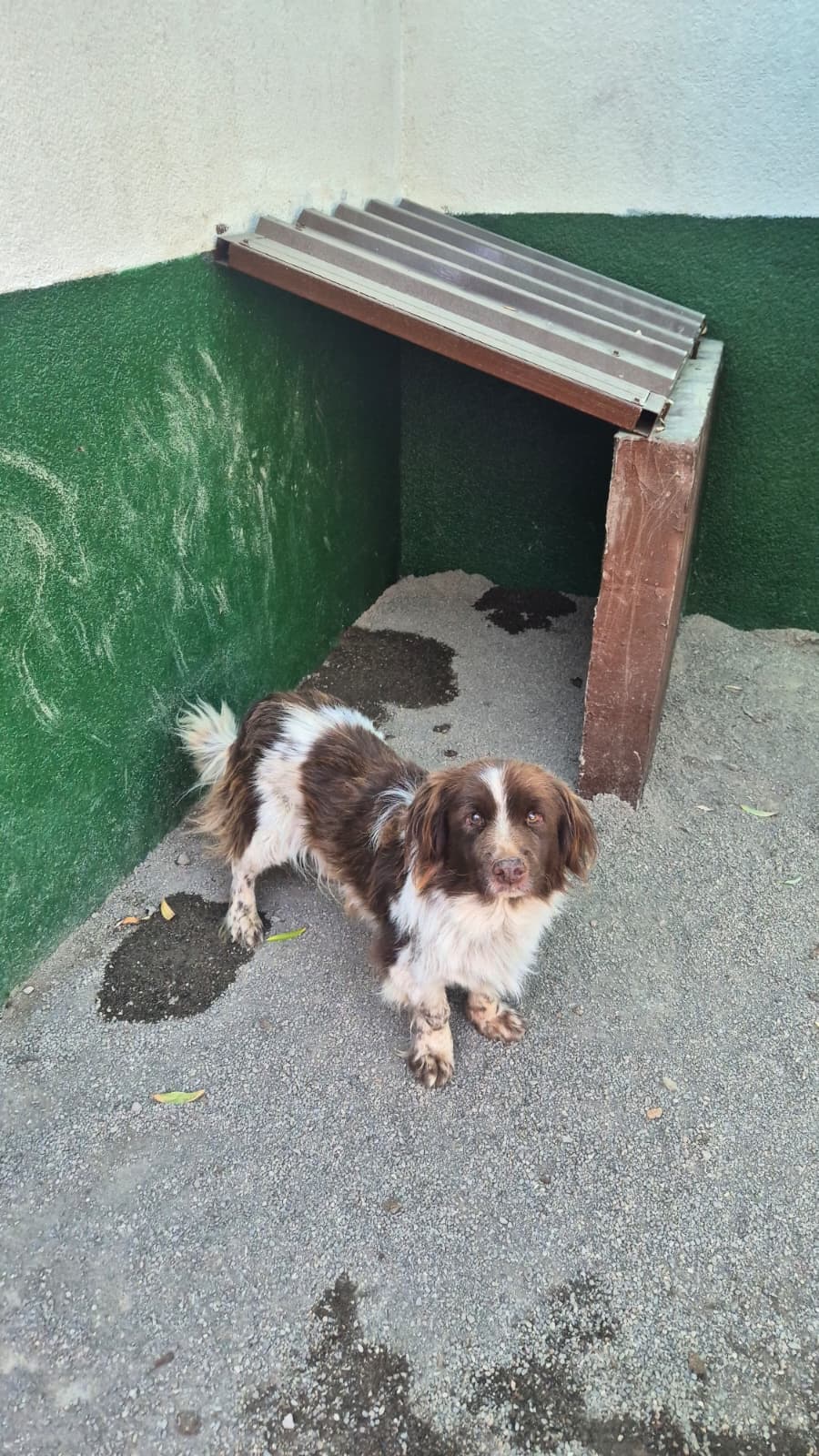 Sincan Dost Melez Köpek, Ankara