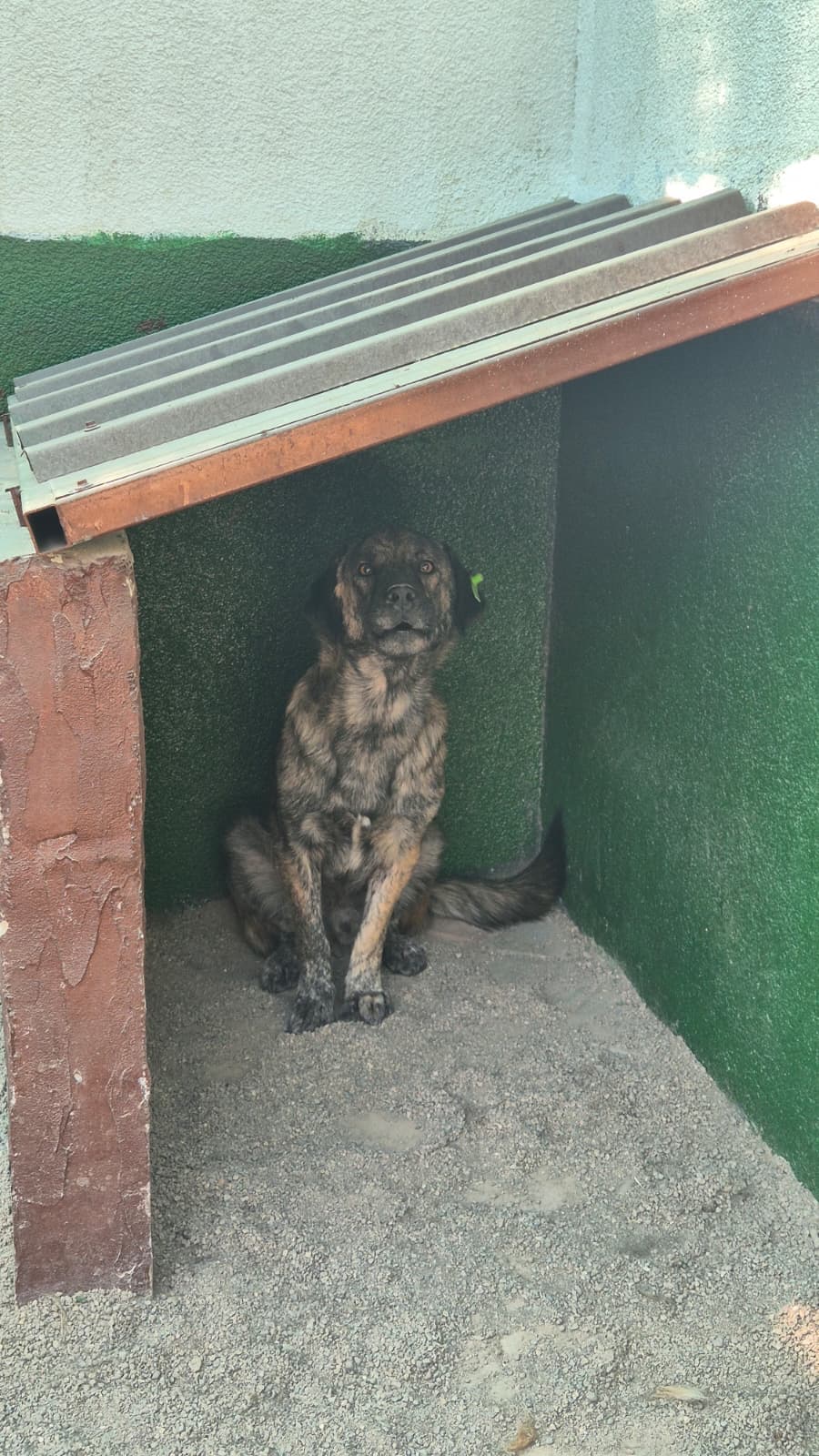 Sincan Dost Melez Köpek, Ankara