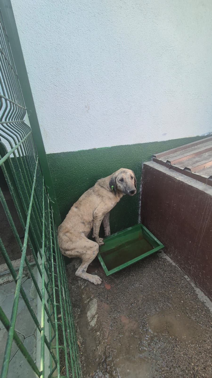 Sincan Dost Melez Köpek, Ankara