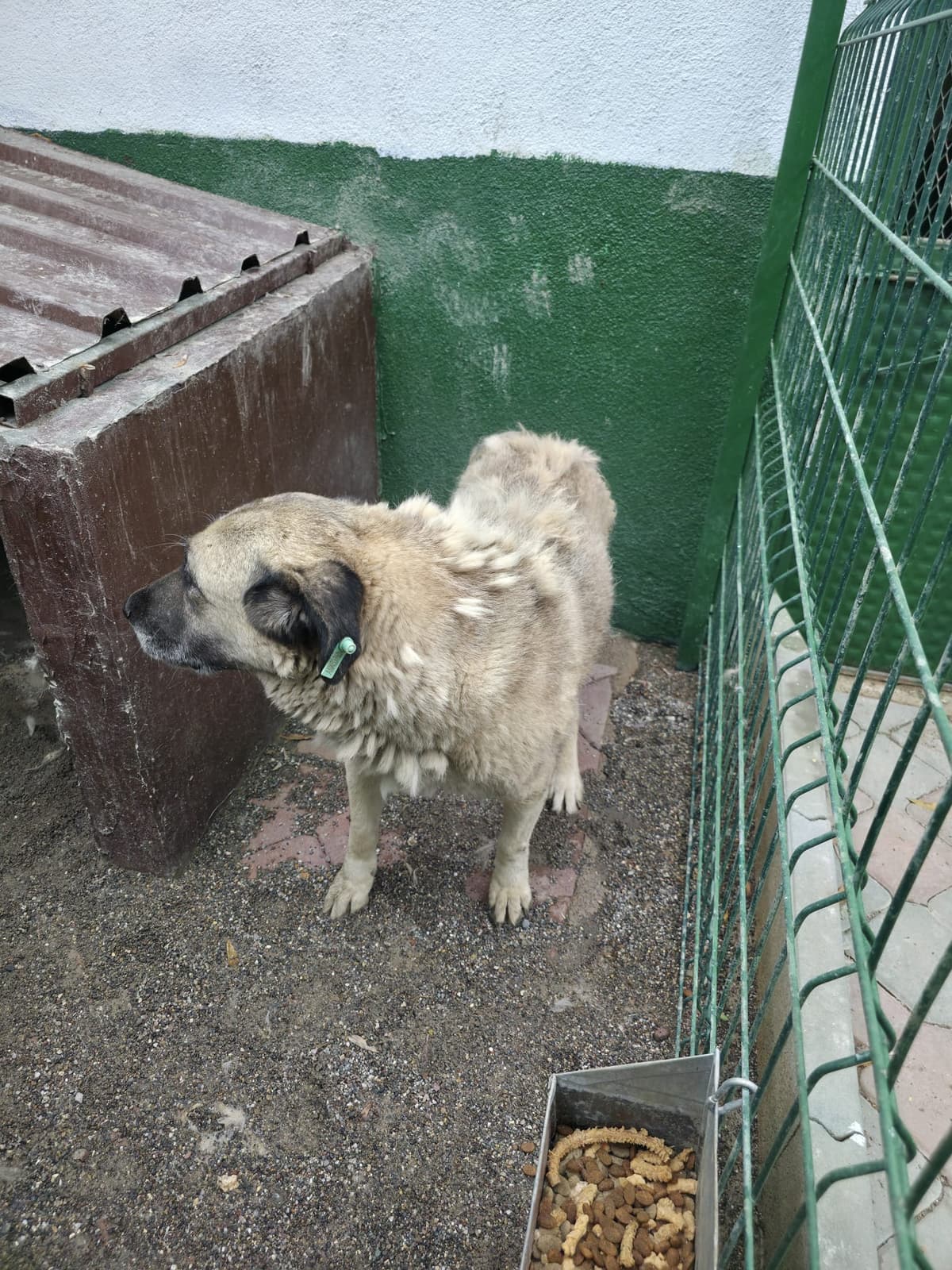 Sincan Dost Melez Köpek, Ankara