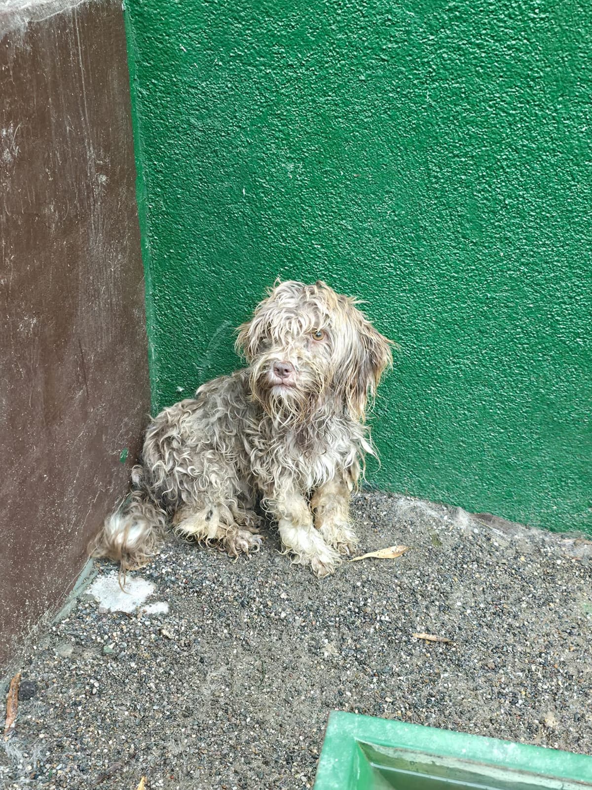 Sincan Dost Terrier Köpek, Ankara
