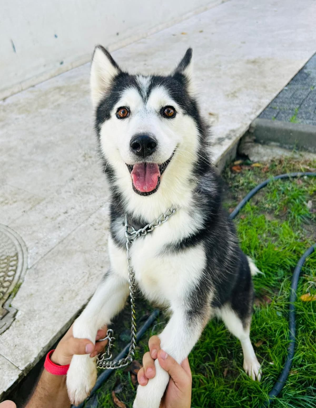 Alaca Sibirya Kurdu Köpek, İstanbul